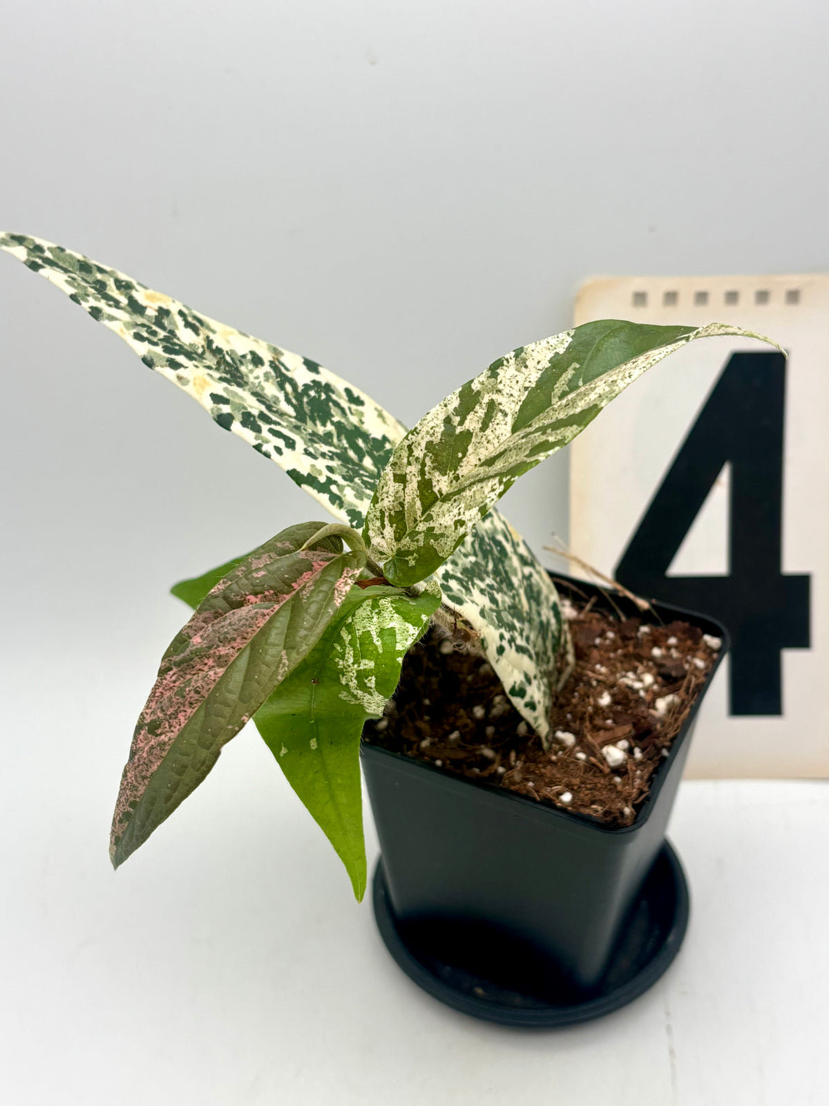 Ficus Sagittata Pink Variegata Pflanze von Exotic-Flowers mit rosa-weiß variierten Blättern, im Top.