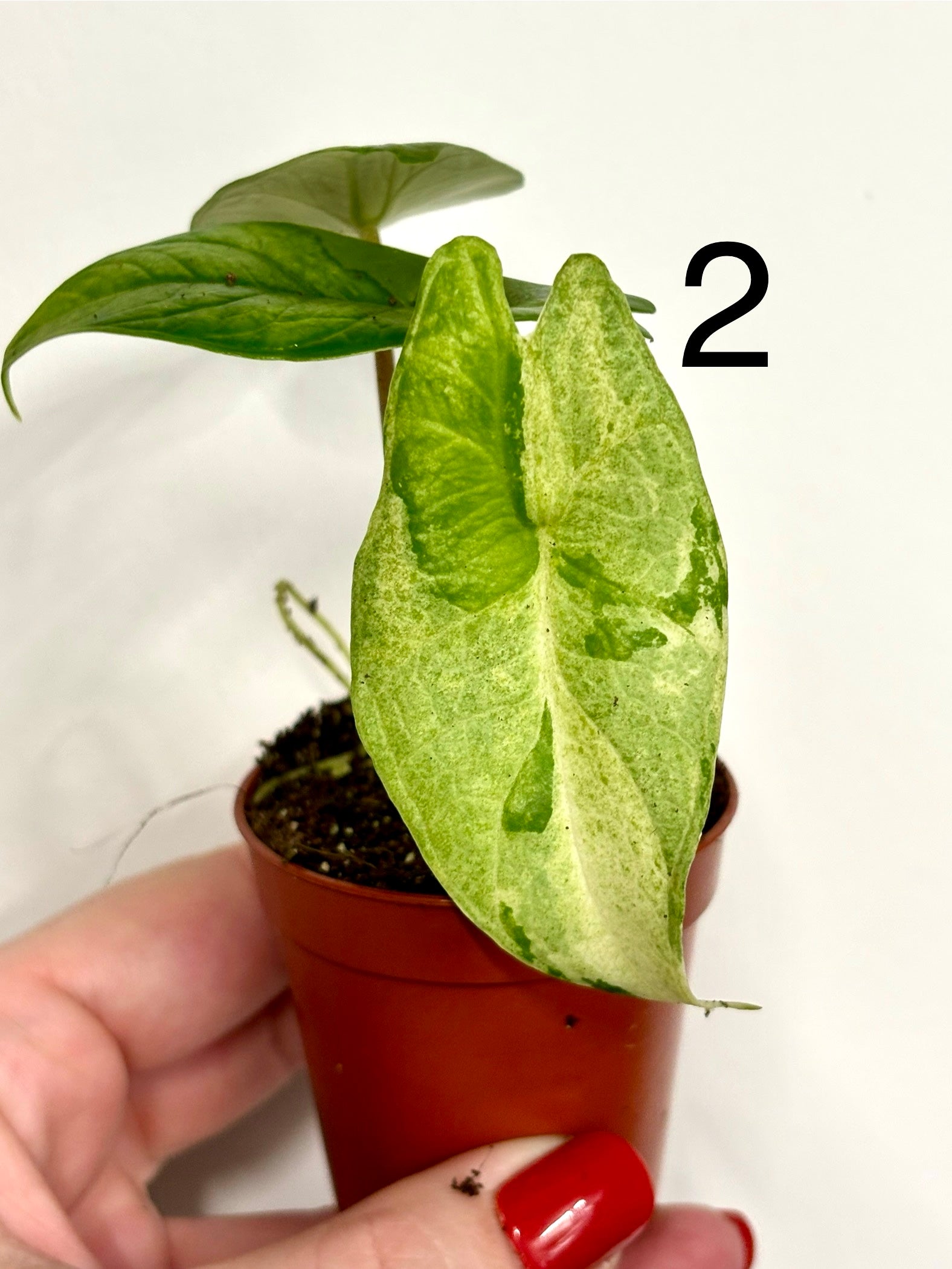 Alocasia Scalprum Variegata - Exotic-Flowers