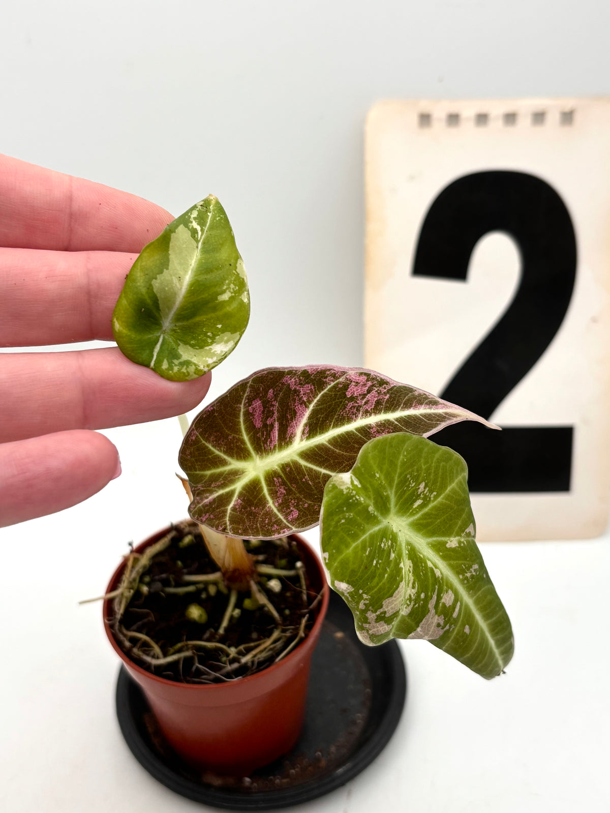 Alocasia Black Velvet Variegata Pflanze von Exotic-Flowers, große dunkelgrüne Blätter mit schwarzen und weißen Variegationen