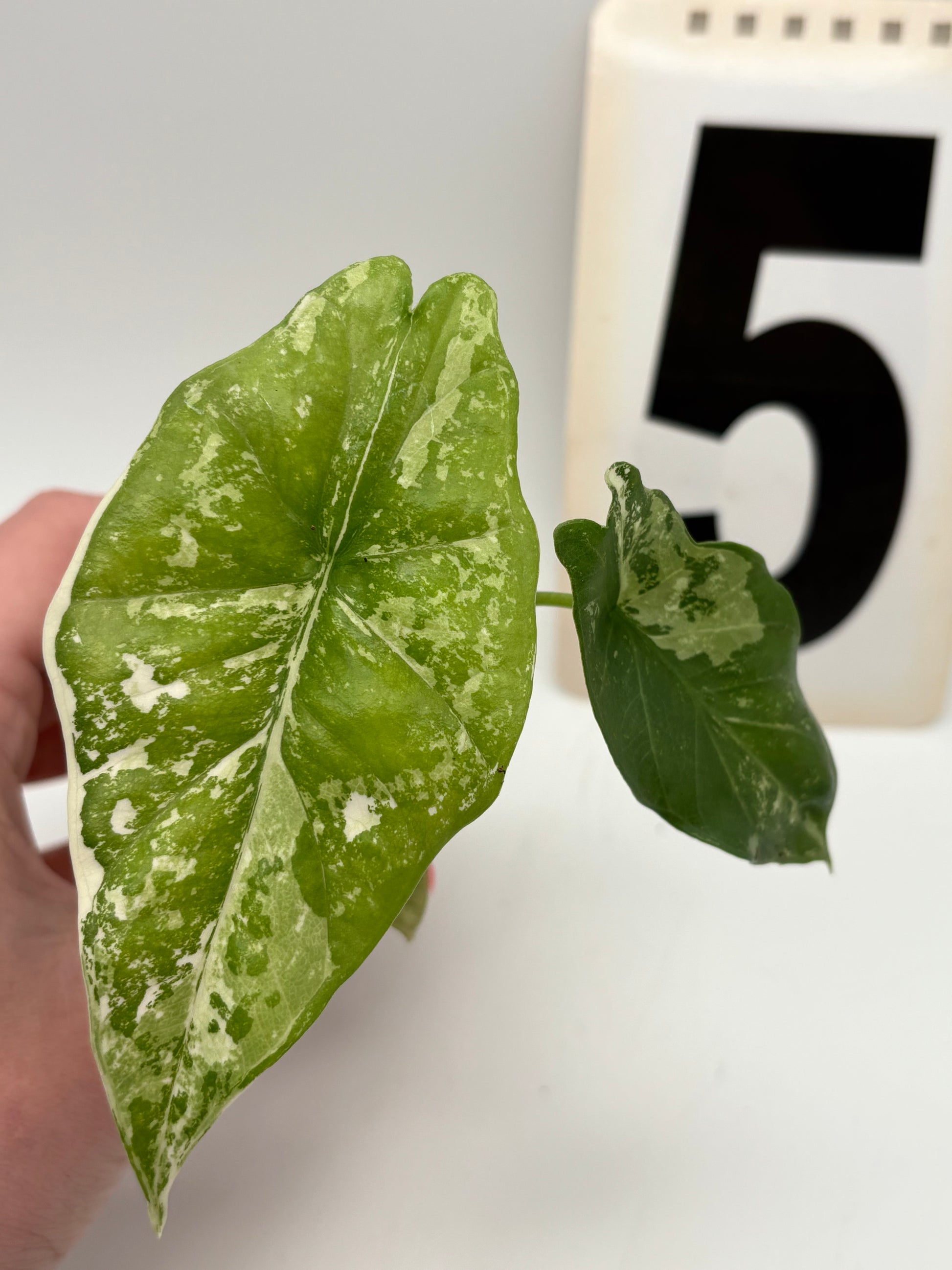 Alocasia Simpo Albo Variegata