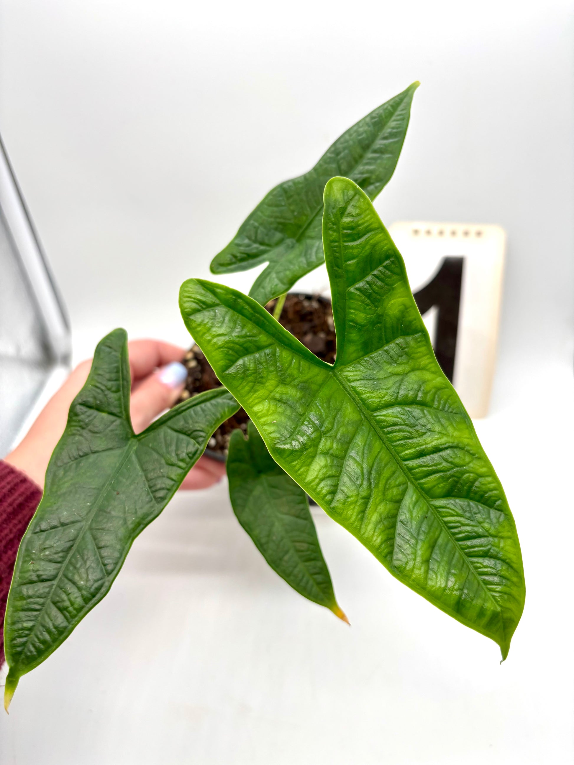 Alocasia Carpet sp Sulawesi