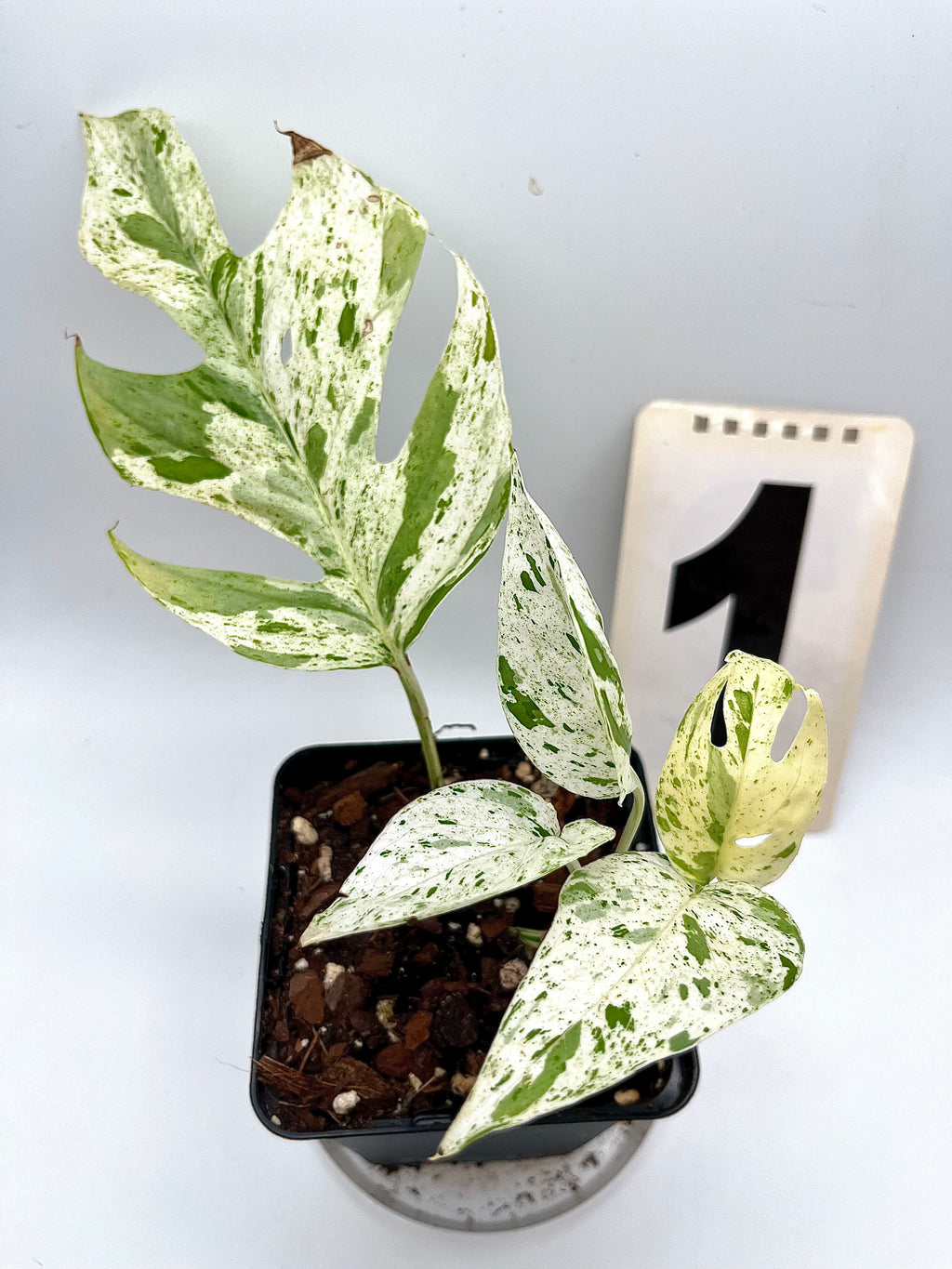 Epipremnum Pinnatum Marble Variegata