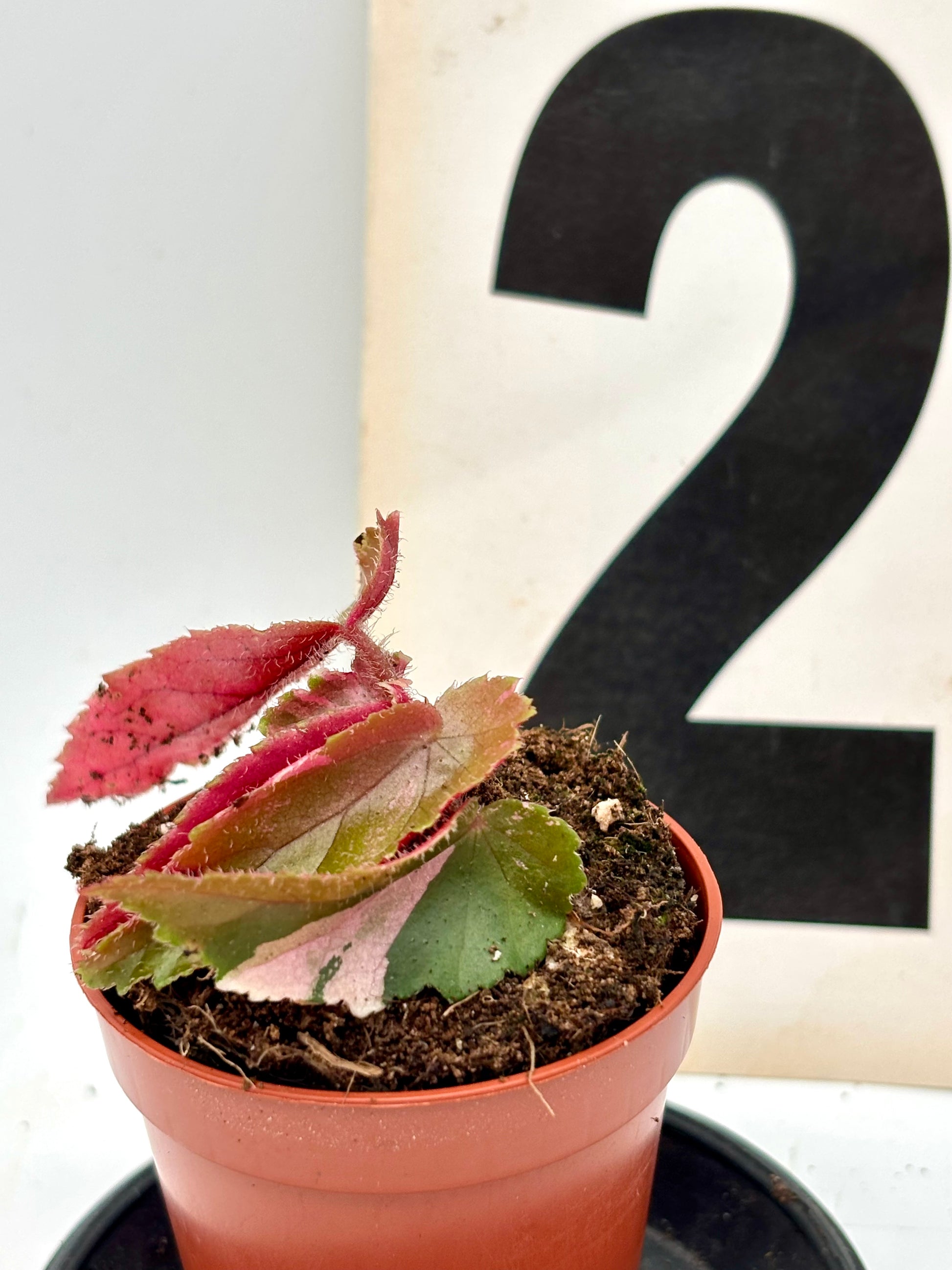 Begonia Ginny Galaxy Variegata