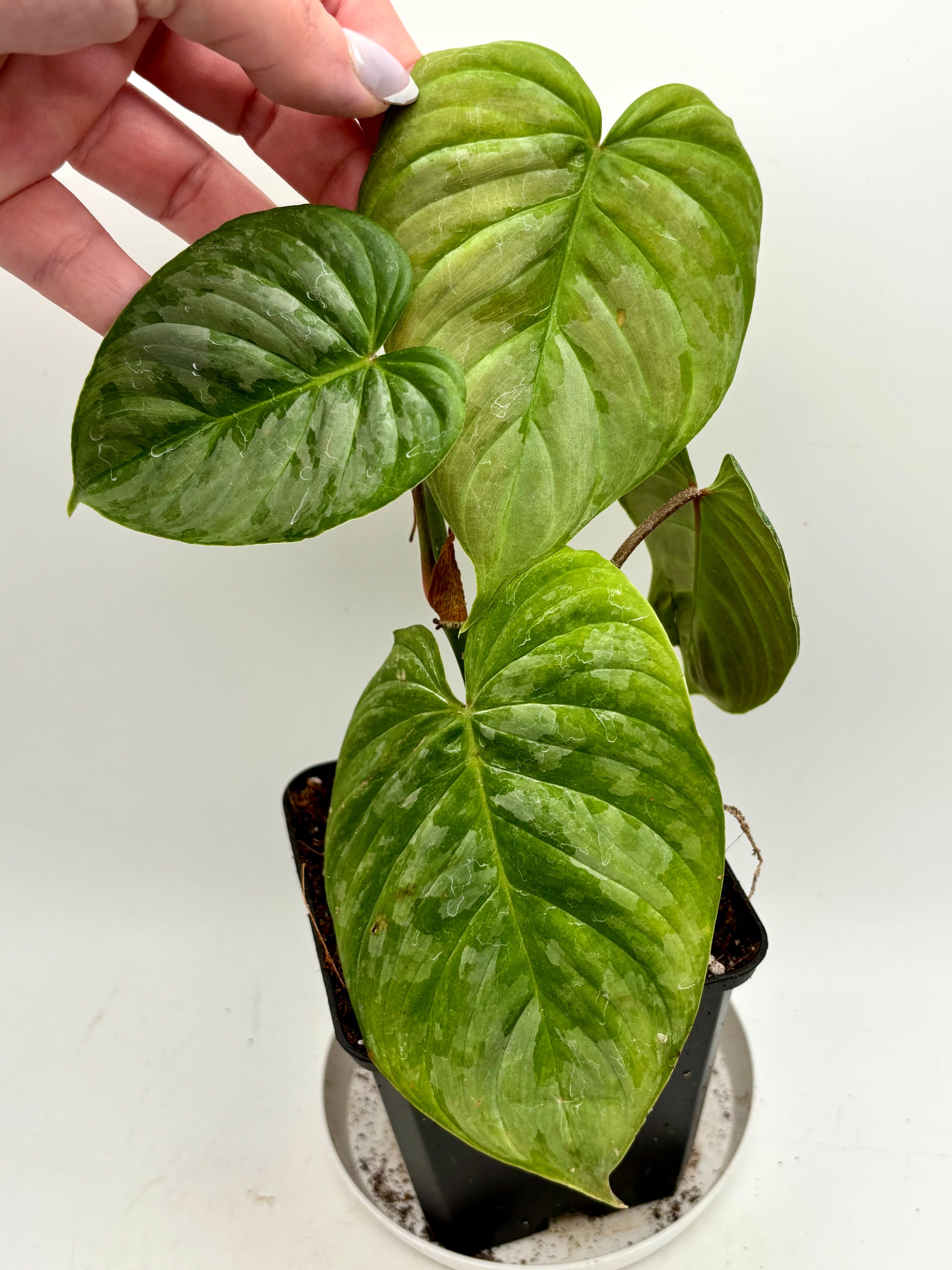 Großer Philodendron Majestic von Exotic-Flowers mit grünen, herzförmigen Blättern, Pflanzen im Topf, Nahaufnahme der Blätter