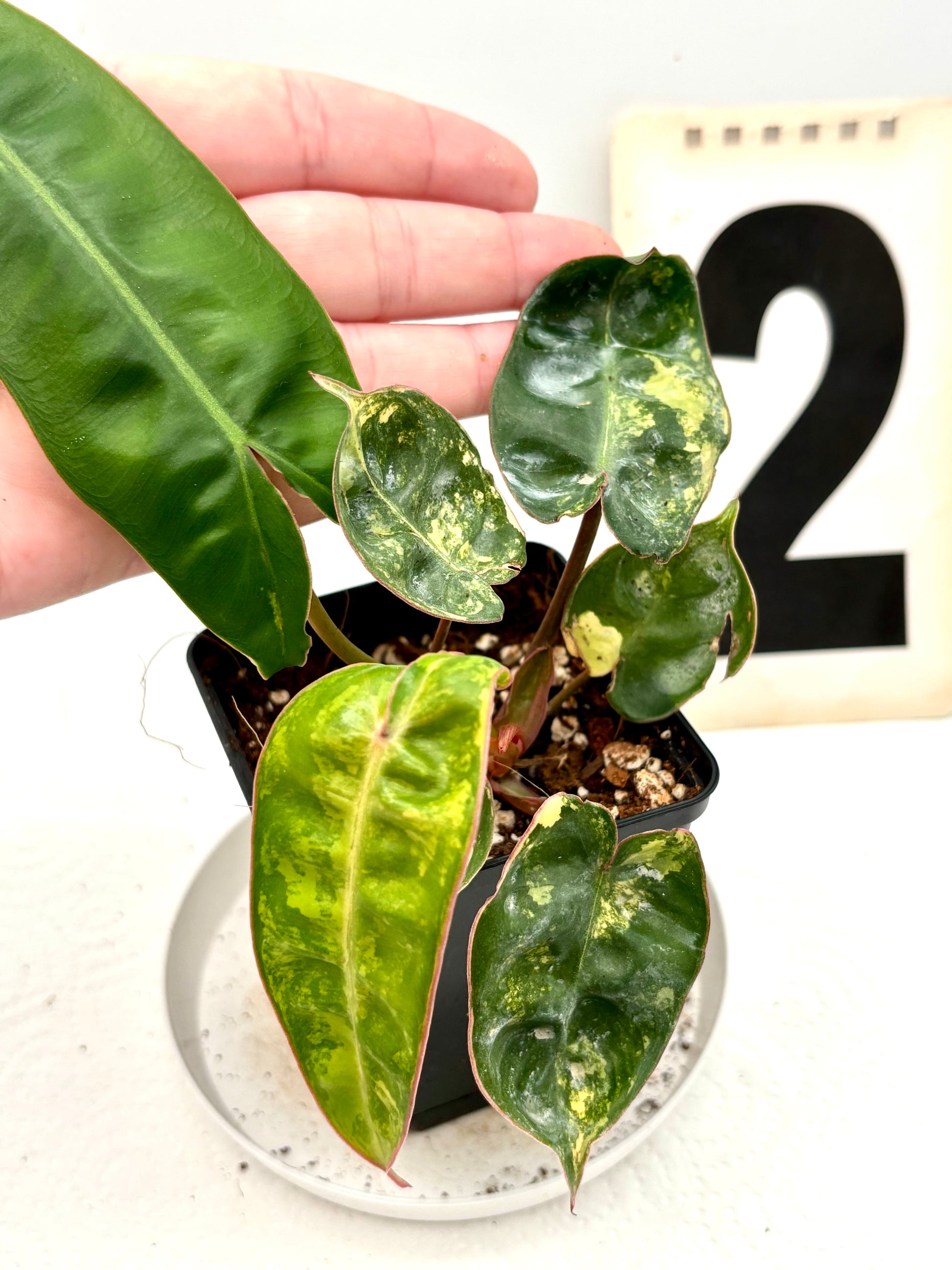 Philodendron Billietiae Variegata