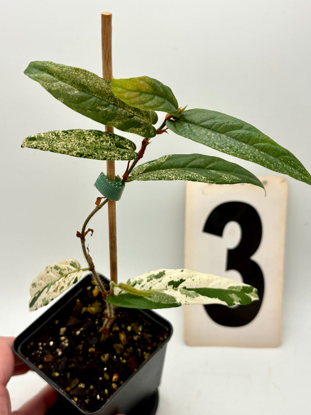 Ficus Sagittata Pink Variegata von Exotic-Flowers, detailreiches Bild der bunt gestreiften Blätter der Zimmerpflanze