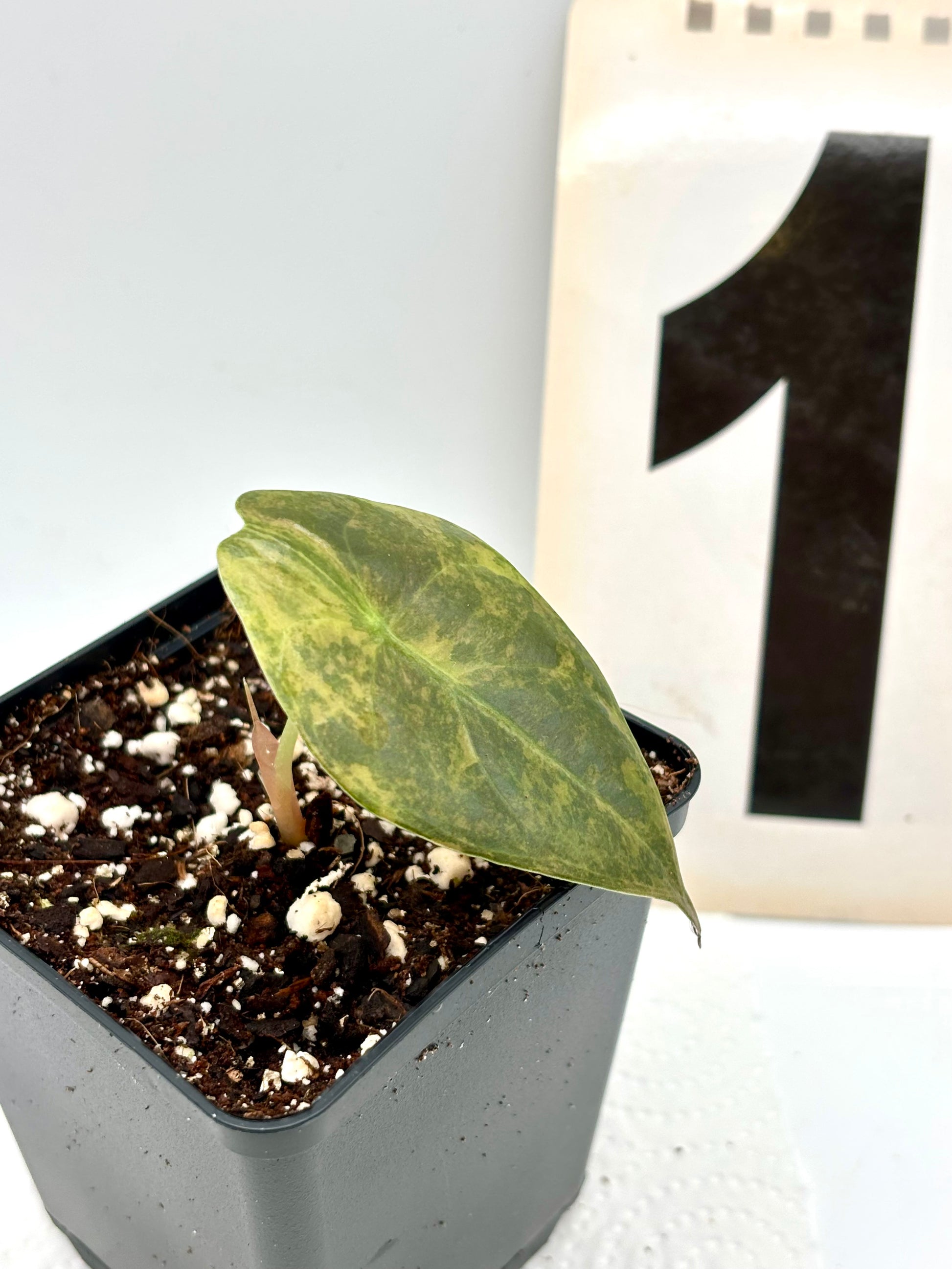 Alocasia Sedenii Aurea Variegata