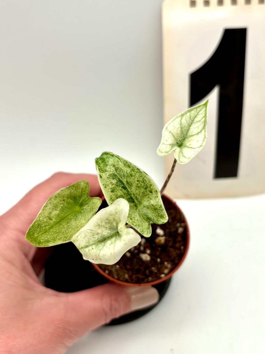 Alocasia Zebrina Mint Variegata Pflanze mit grün-weiß gestreiften Blättern, exotische Zimmerpflanze von Exotic-Flowers
