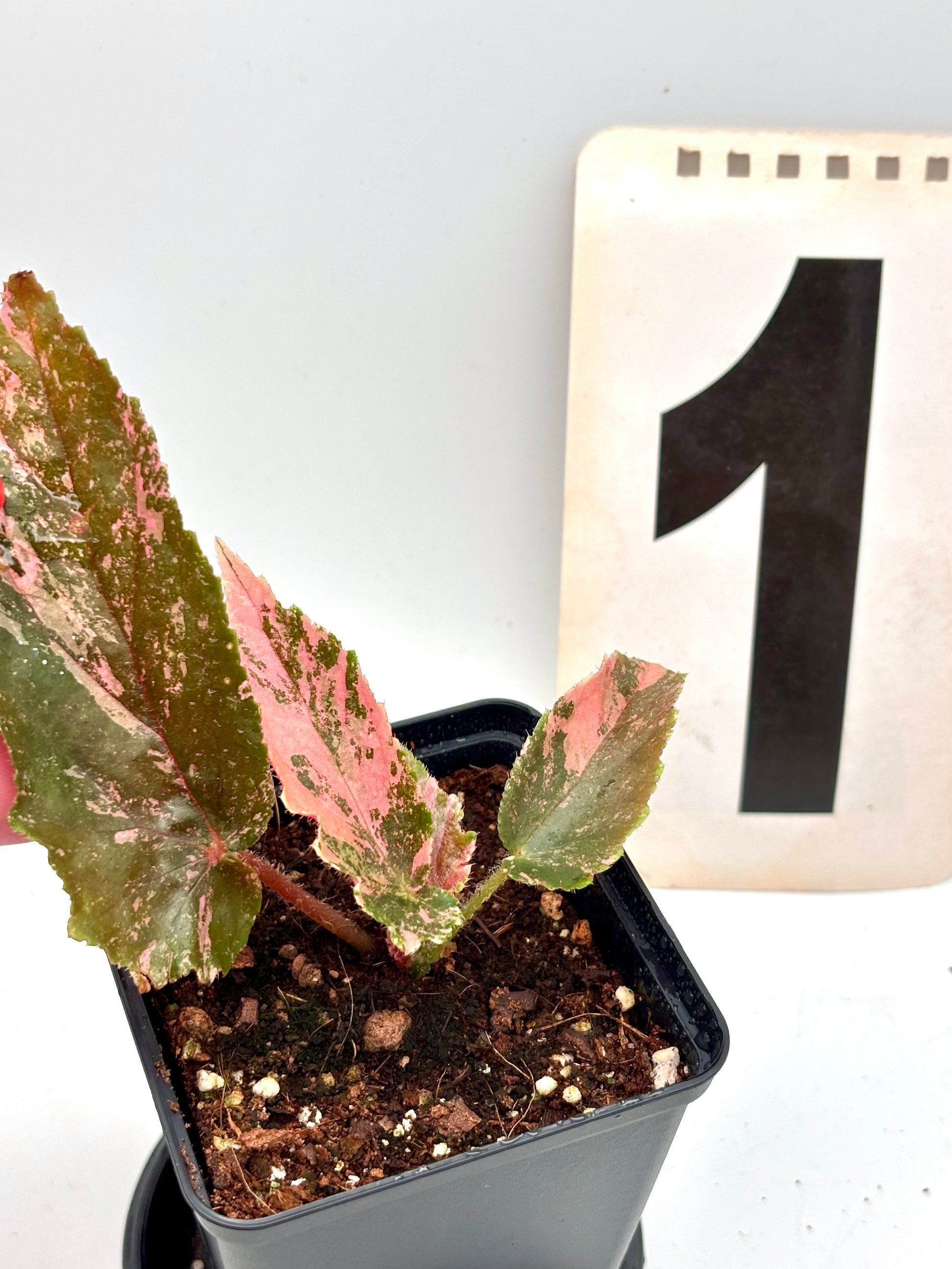 Begonia Ginny Galaxy Variegata - Exotic-Flowers