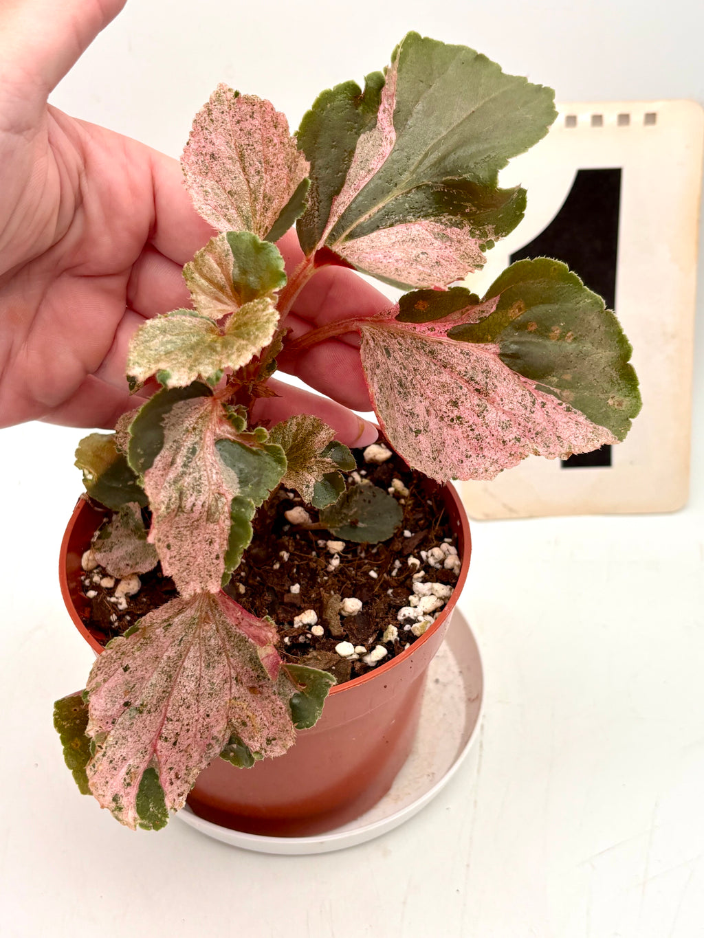 Begonia Cucullata Variegata
