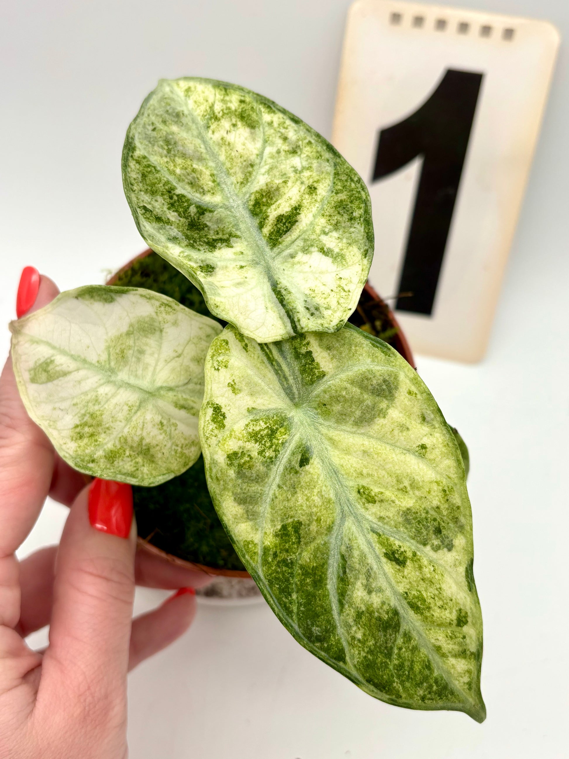 Alocasia Ninja Tricolor