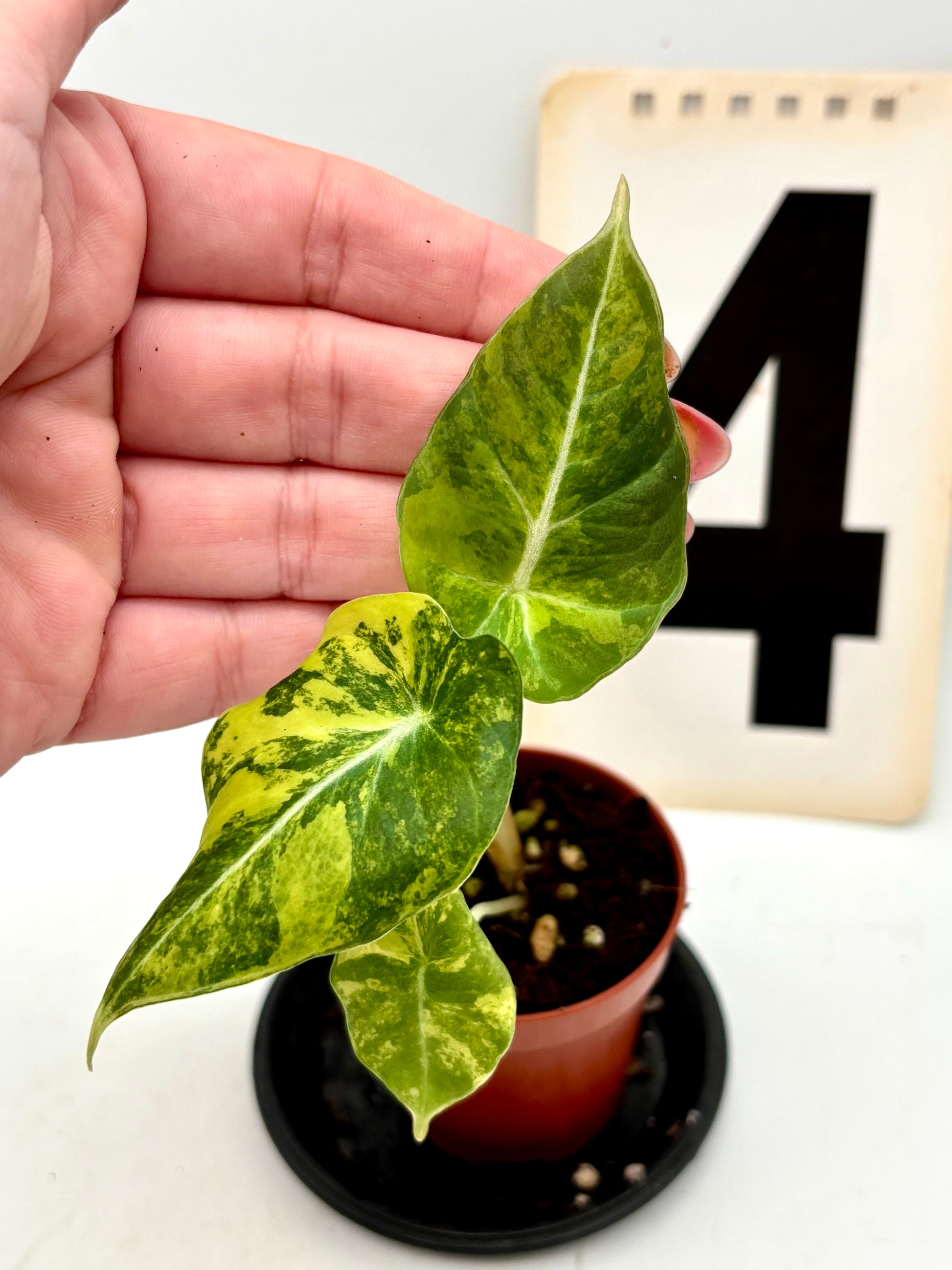 Alocasia Black Velvet Aurea Variegata