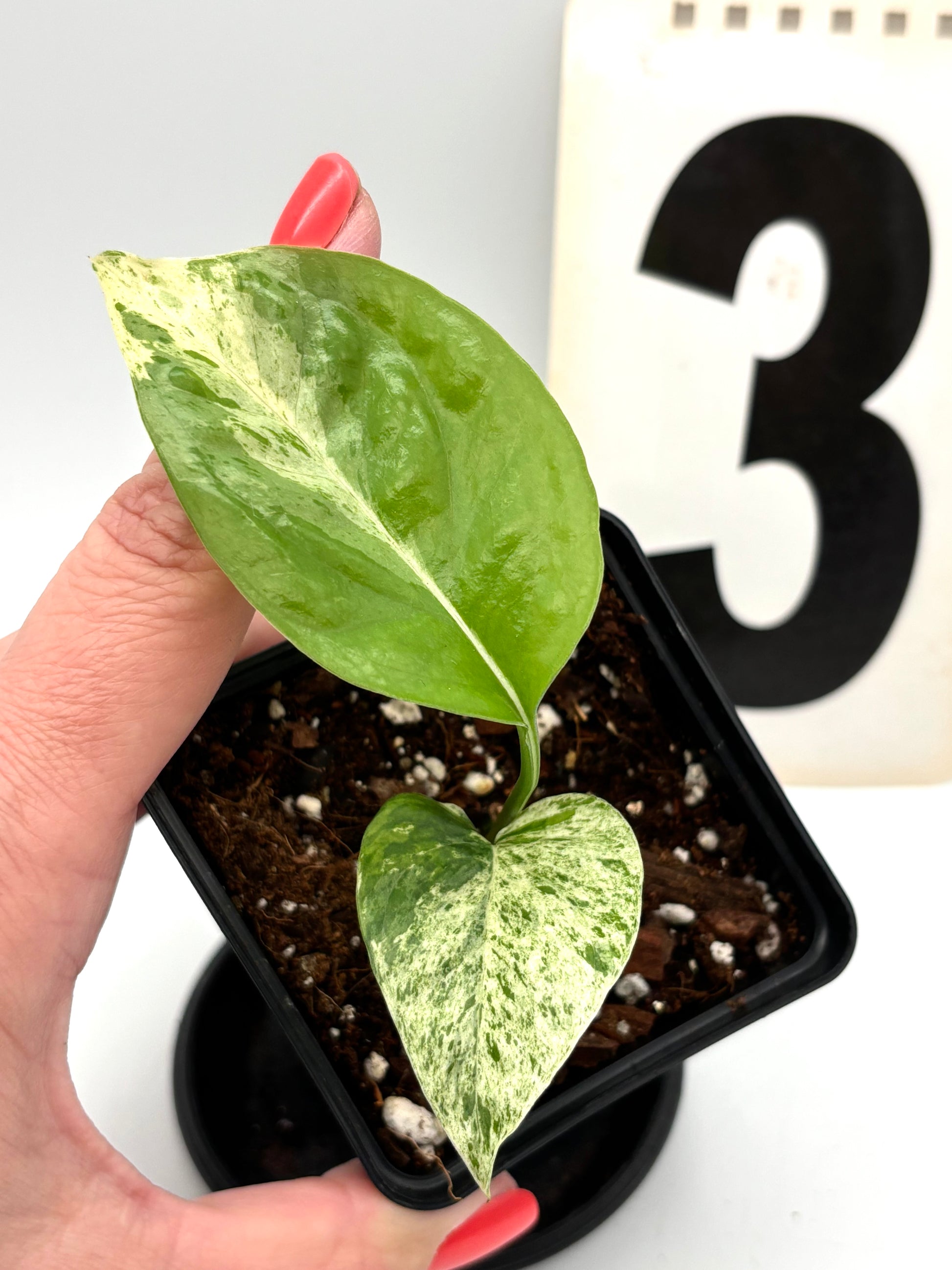 Epipremnum Pinnatum Marble Variegata