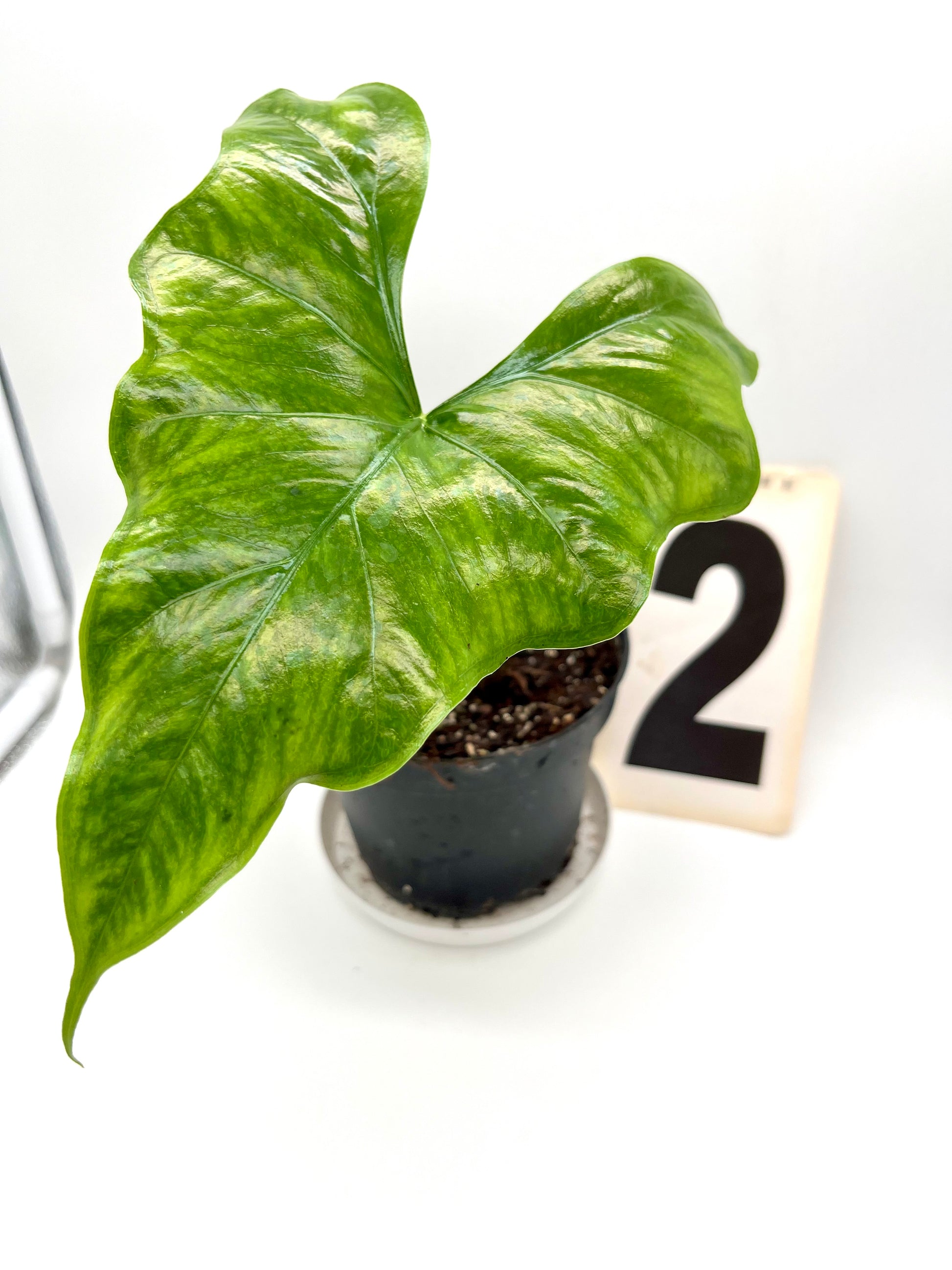 Alocasia Nycteris (Bat Wing)