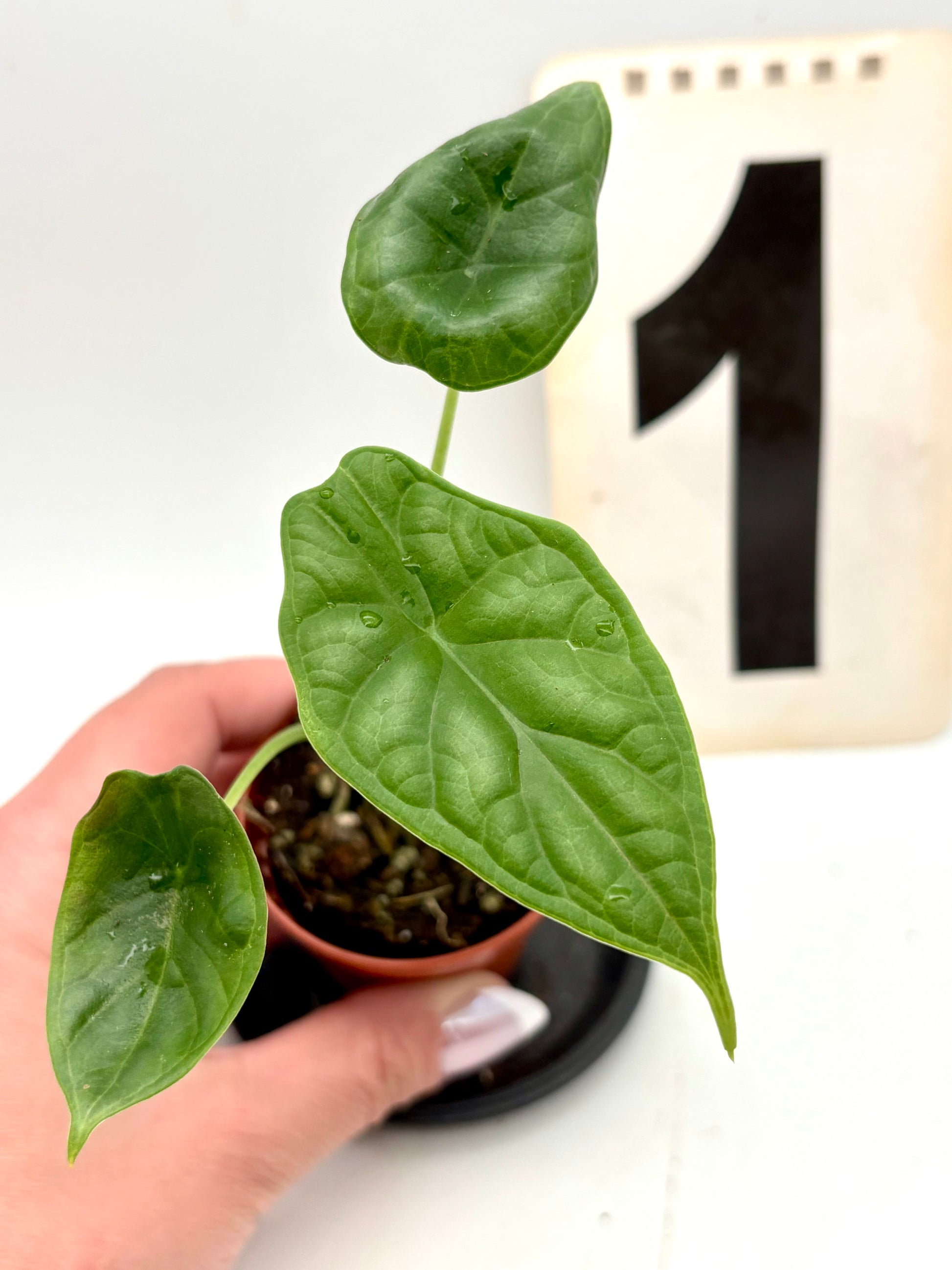 Alocasia Dragon Scale