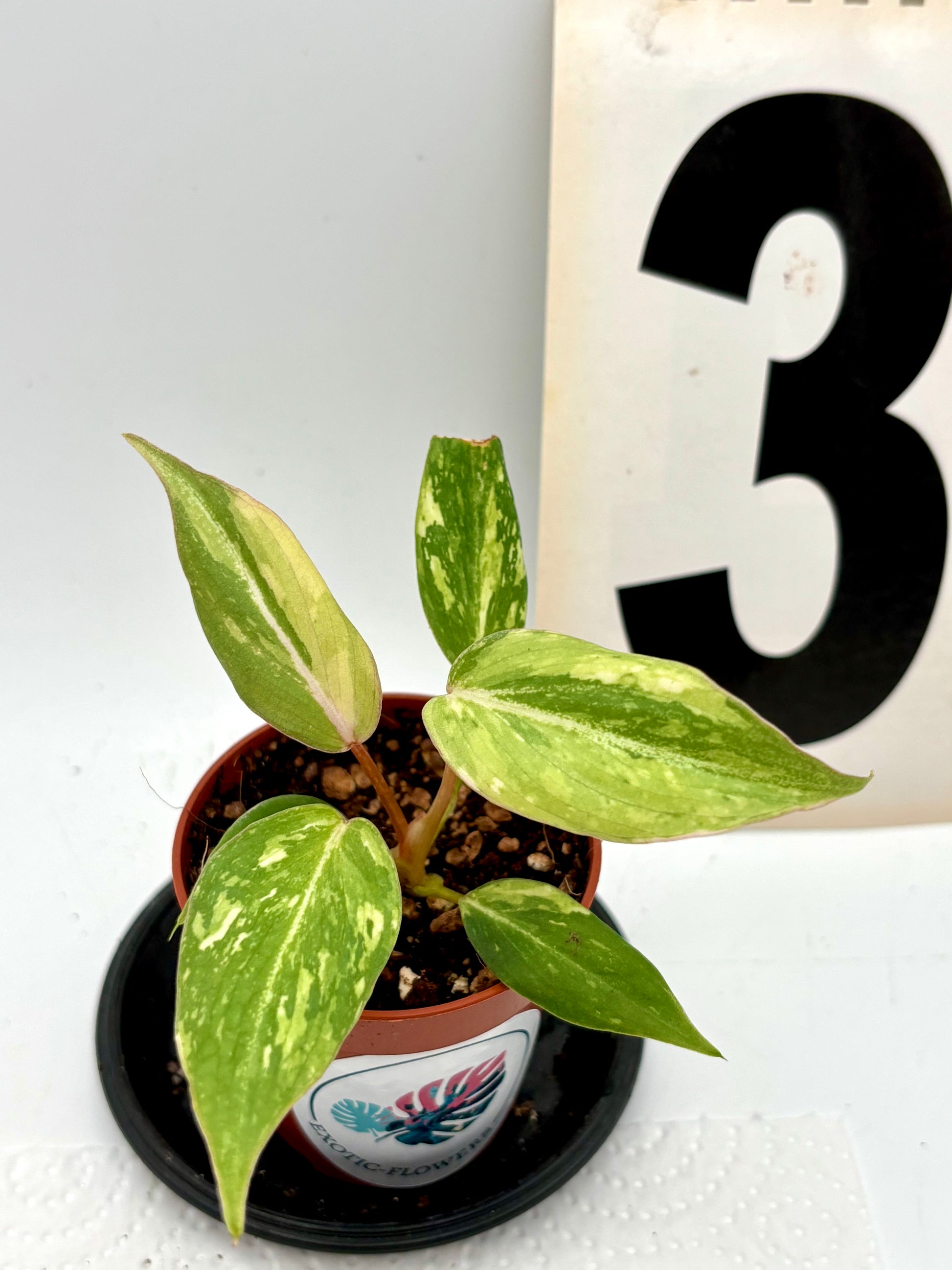 Philodendron Gloriosum Variegata Tricolor