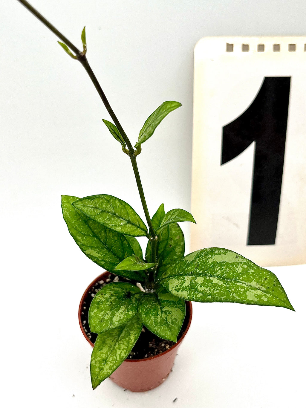 Hoya Crassipetiolata