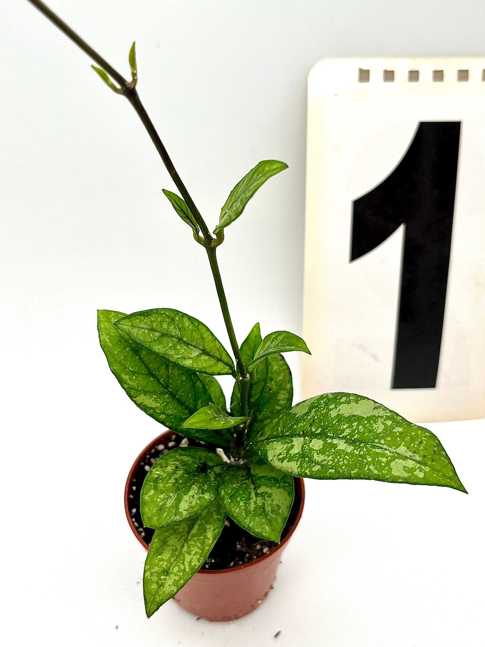Hoya Crassipetiolata