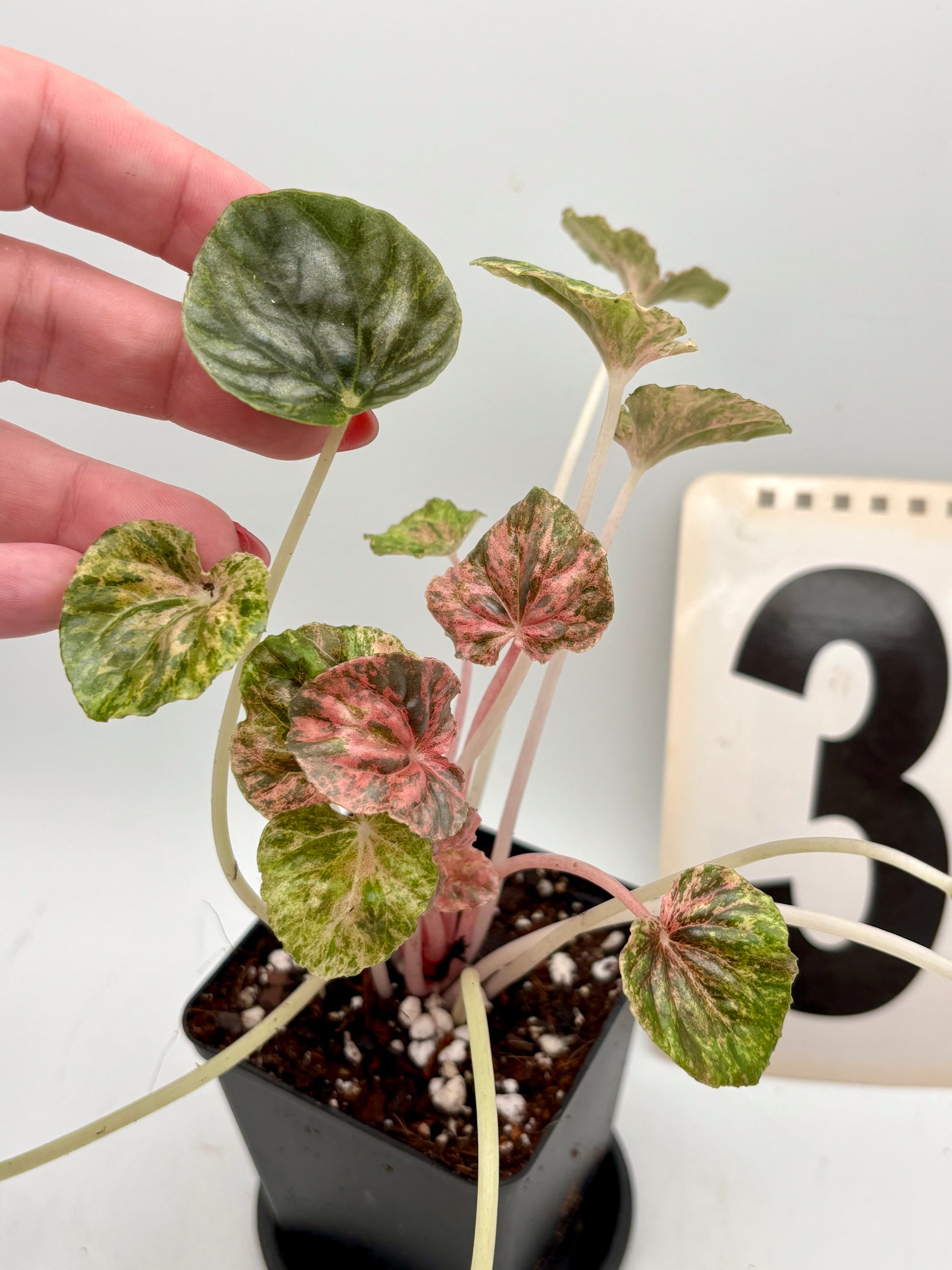Peperomia Candora Variegata