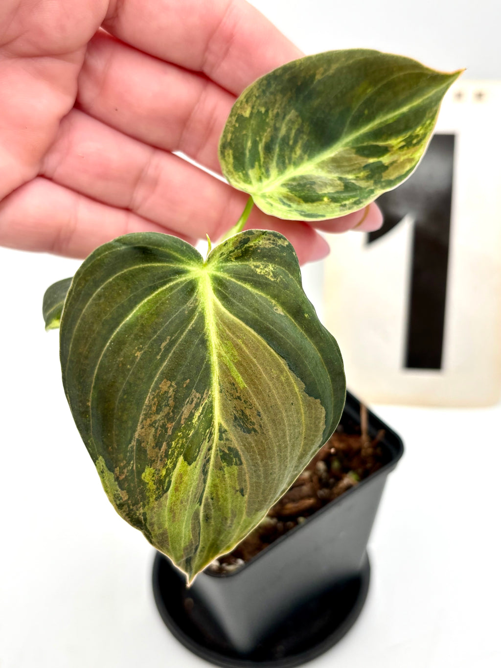 Philodendron Melanochrysum Variegata Pflanze mit großen grünen und variegierten Blättern, im Topf auf einer Holzoberfläche.