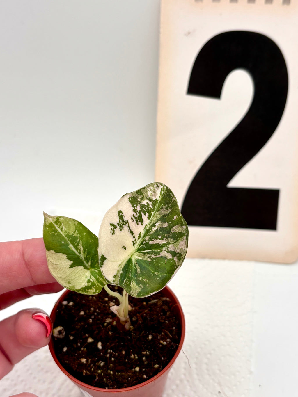 Alocasia Black Velvet Variegata