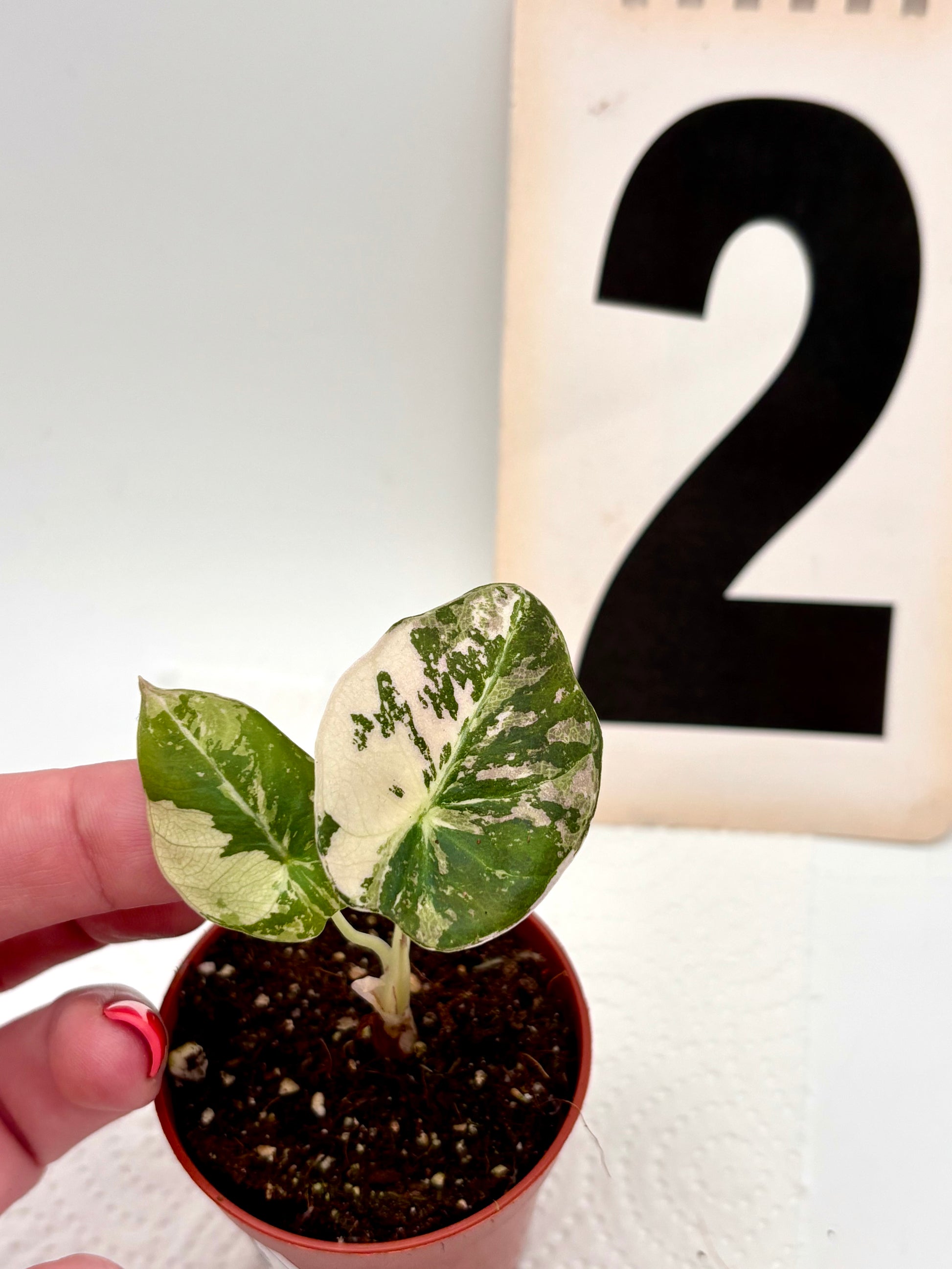 Alocasia Black Velvet Variegata