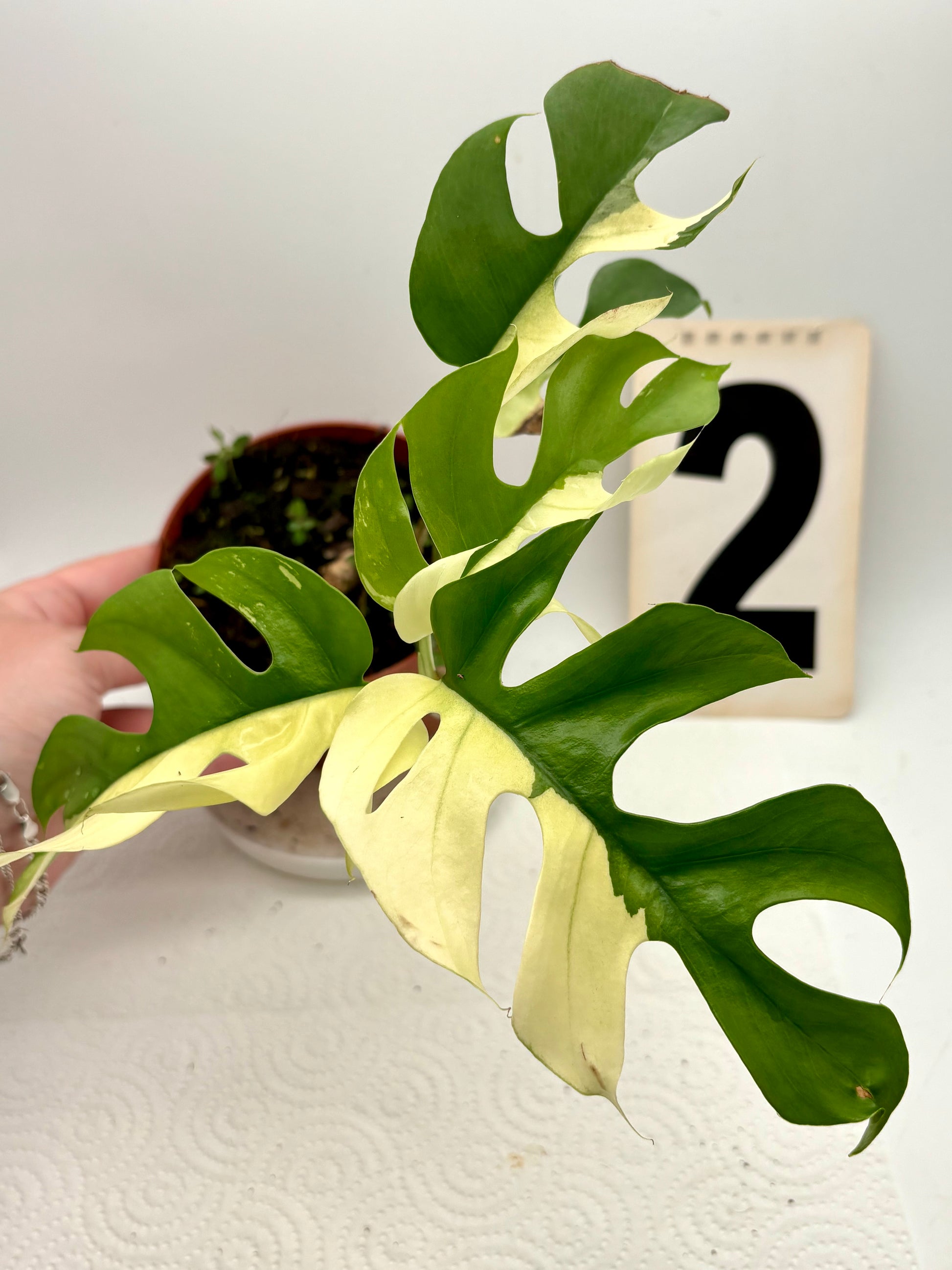 Rhaphidophora Tetrasperma Albo Variegata / Monstera Minima