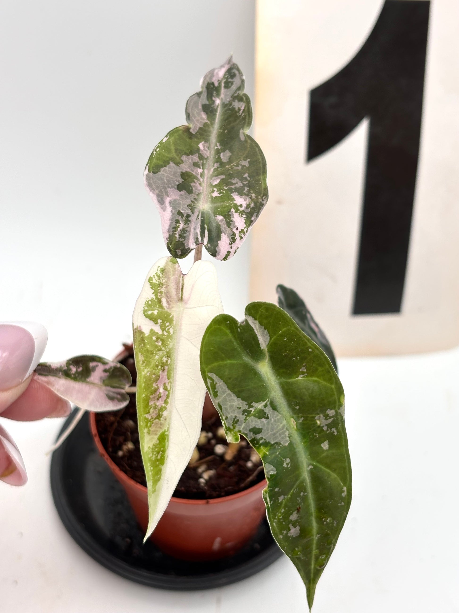 Alocasia Bambino Variegata
