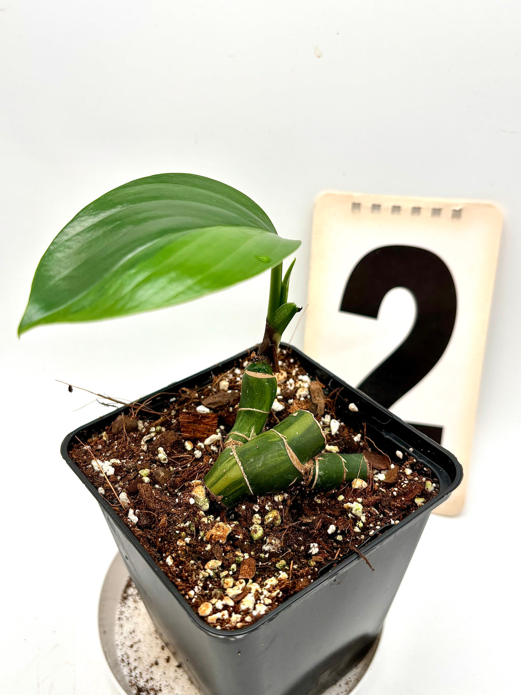 Philodendron Dragon Tail Variegata