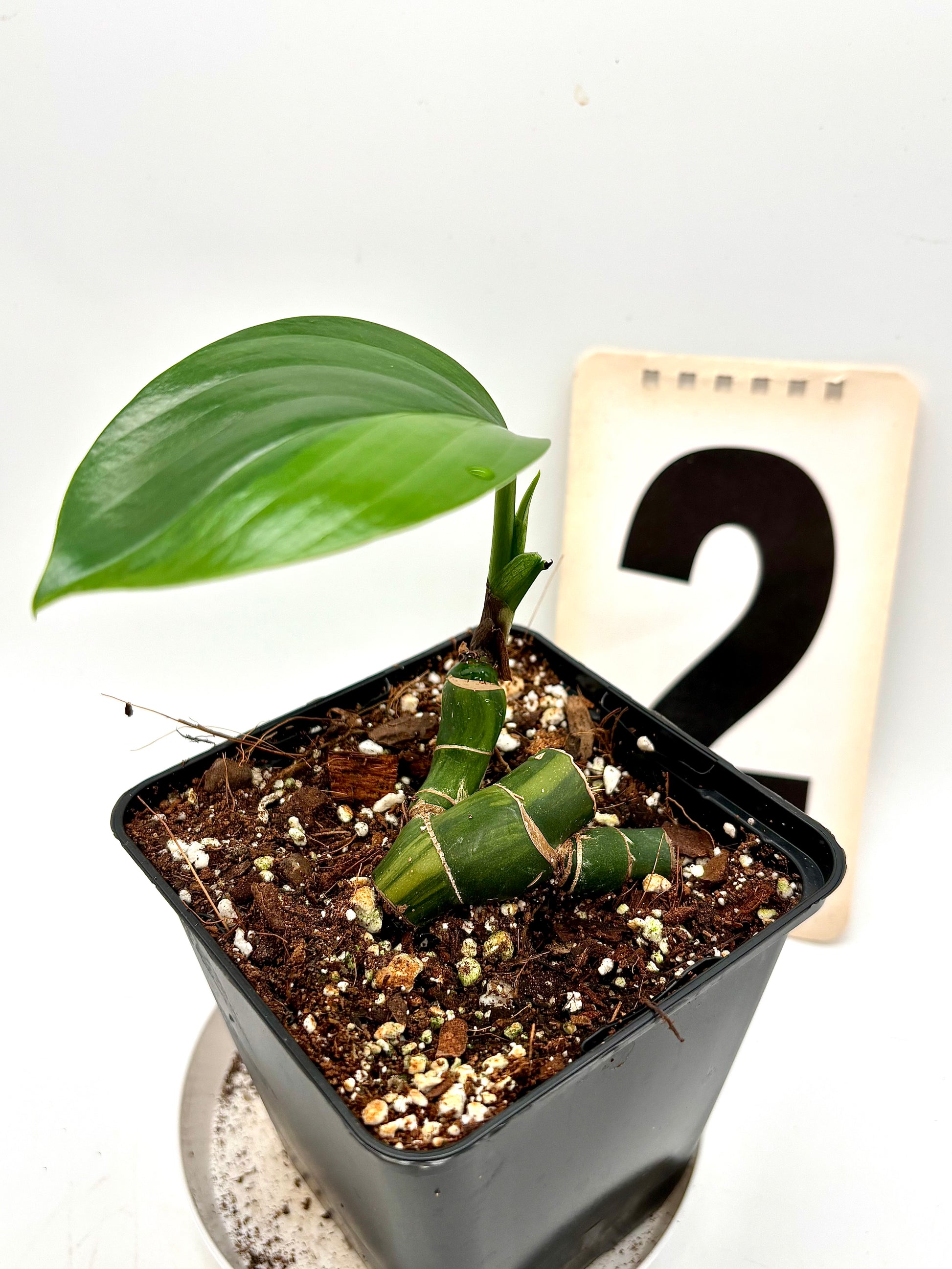 Philodendron Dragon Tail Variegata