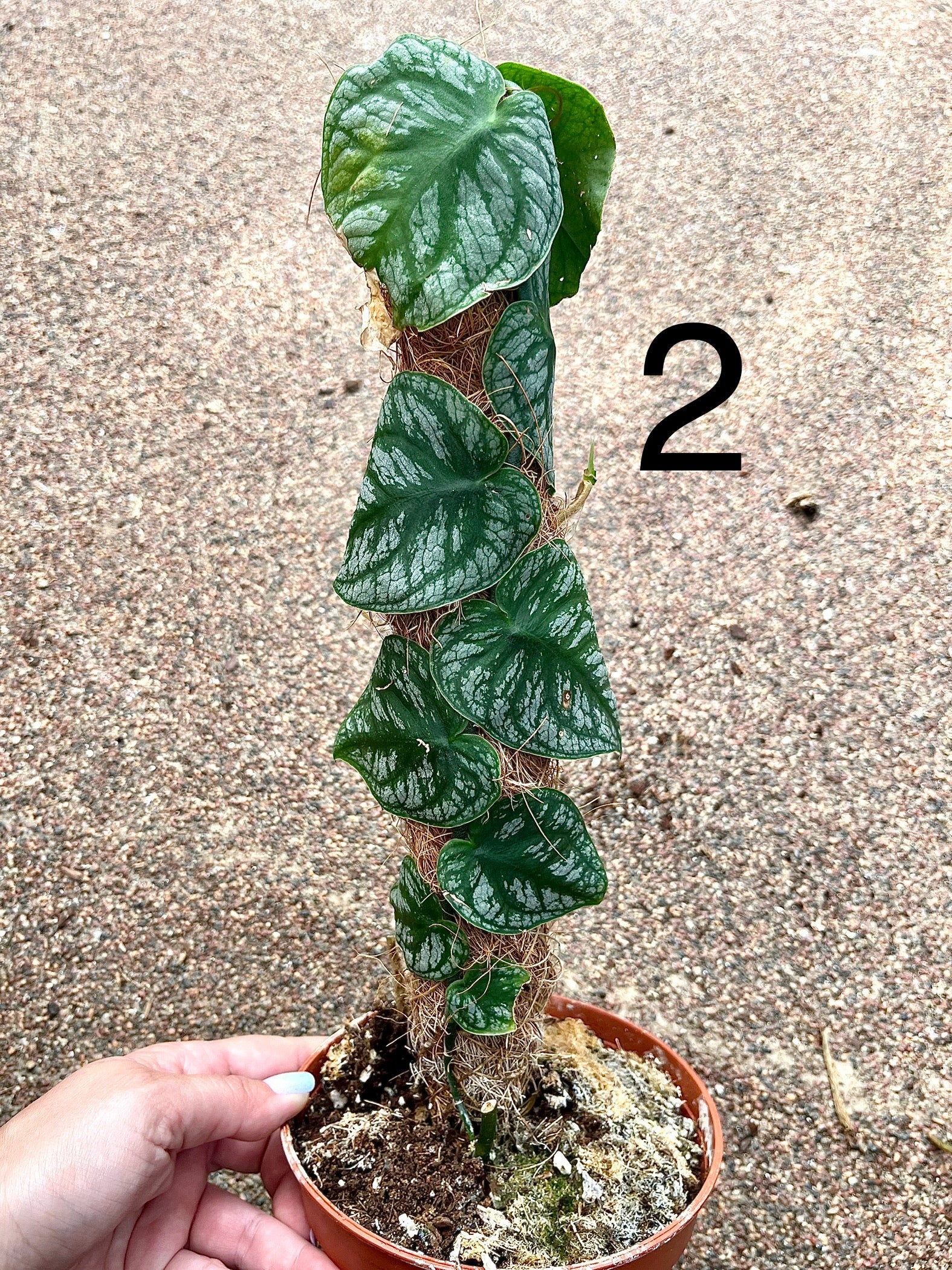 Monstera Dubia – Exotic-Flowers