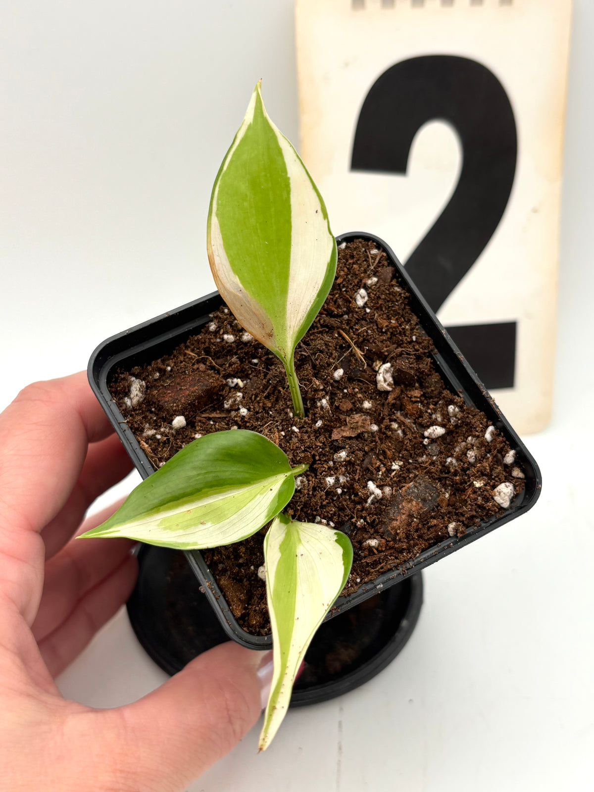 Philodendron Cream Splash Pflanze von Exotic-Flowers mit cremefarbenen und grünen Blättern, perfekt für Zimmerdekor.