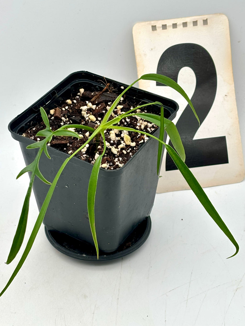 Philodendron Polypodioides Pflanze mit grünen, farnartigen Blättern, gezeigt in einem Topf, von Exotic-Flowers.