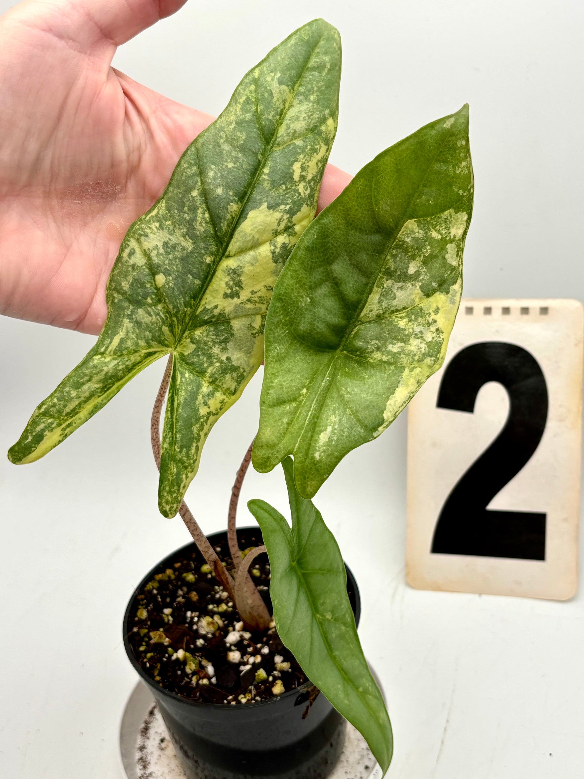 Alocasia Metallic Blue Aurea Variegata
