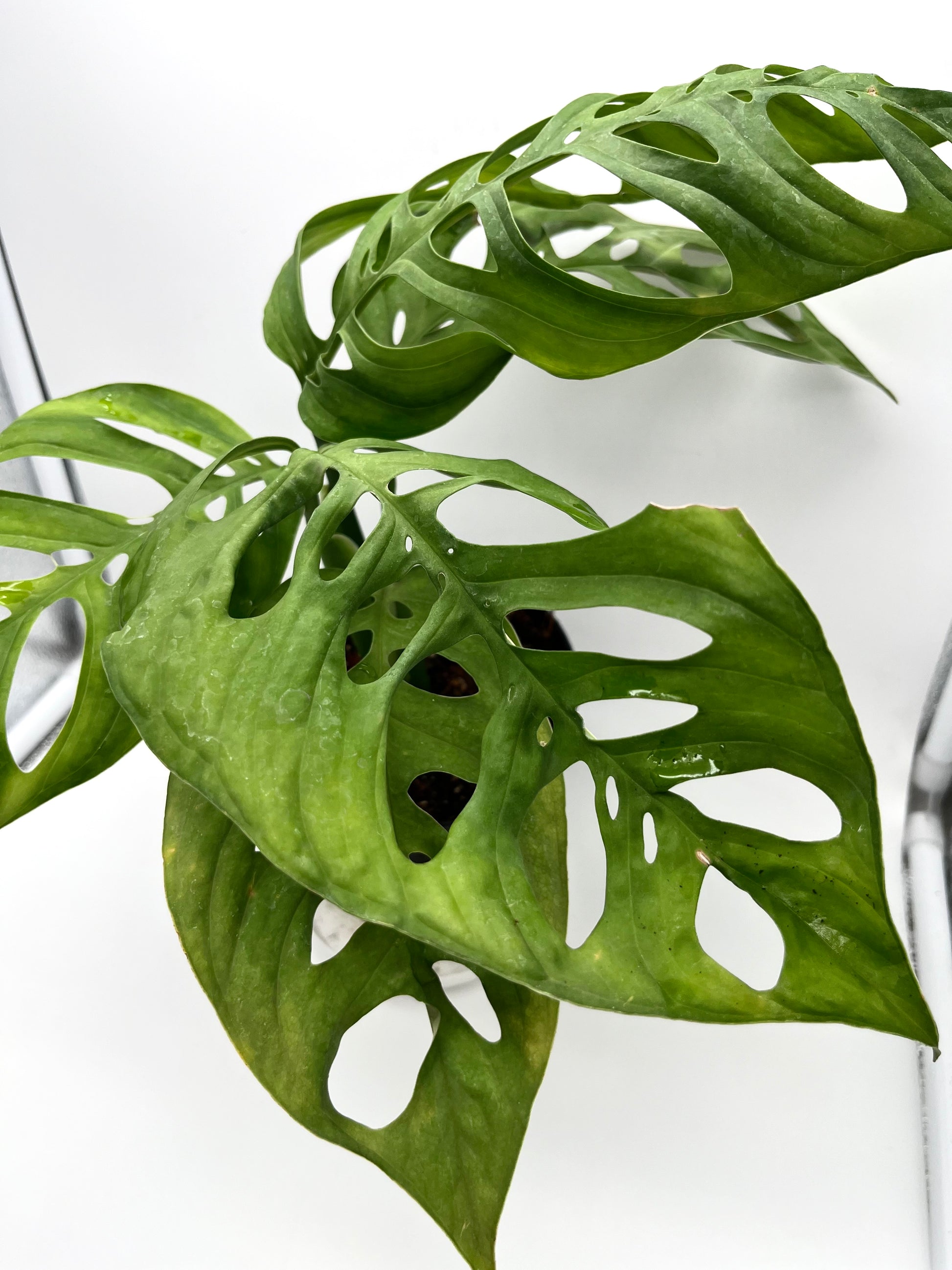Monstera Esqueleto