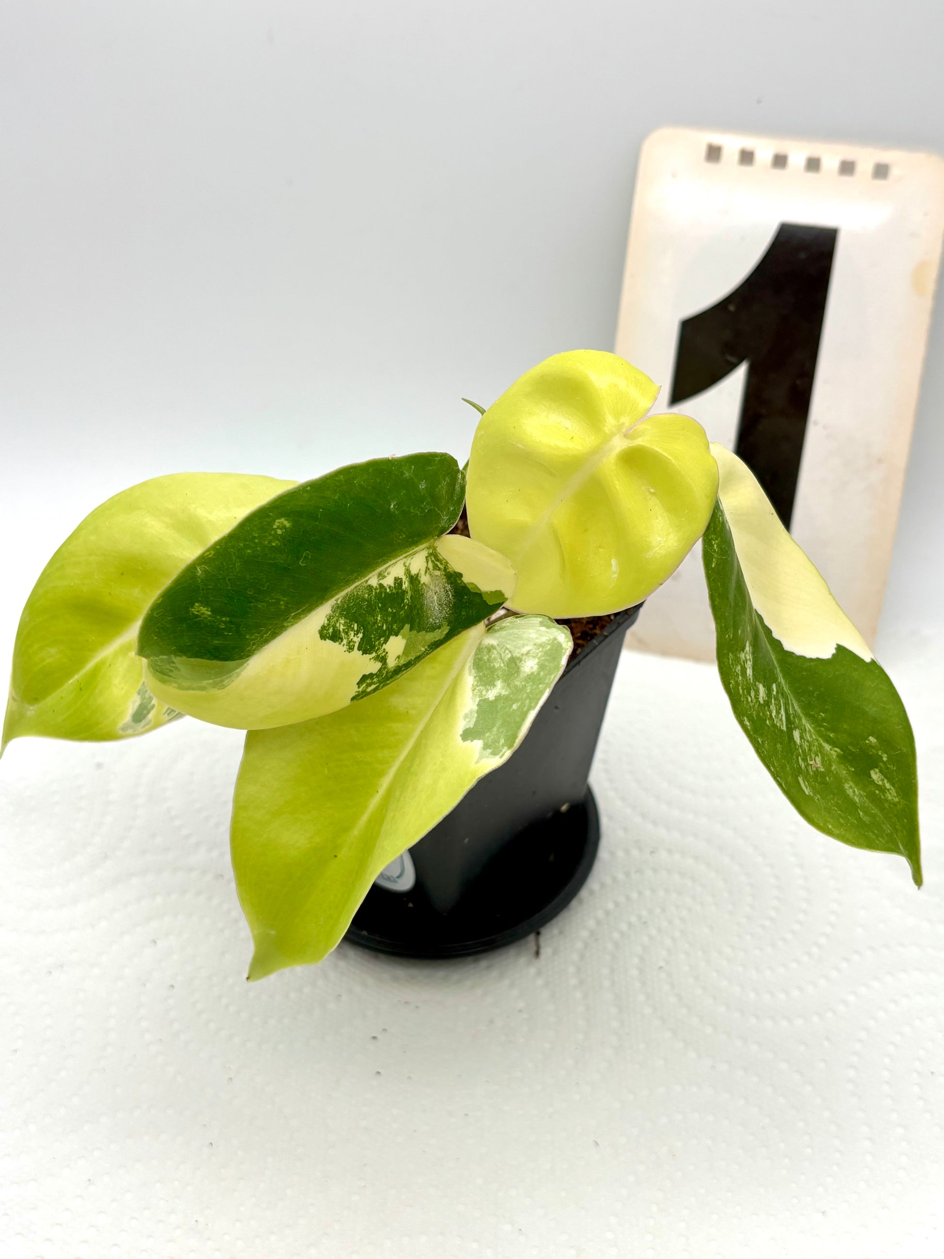 Philodendron Burle Marx Variegata