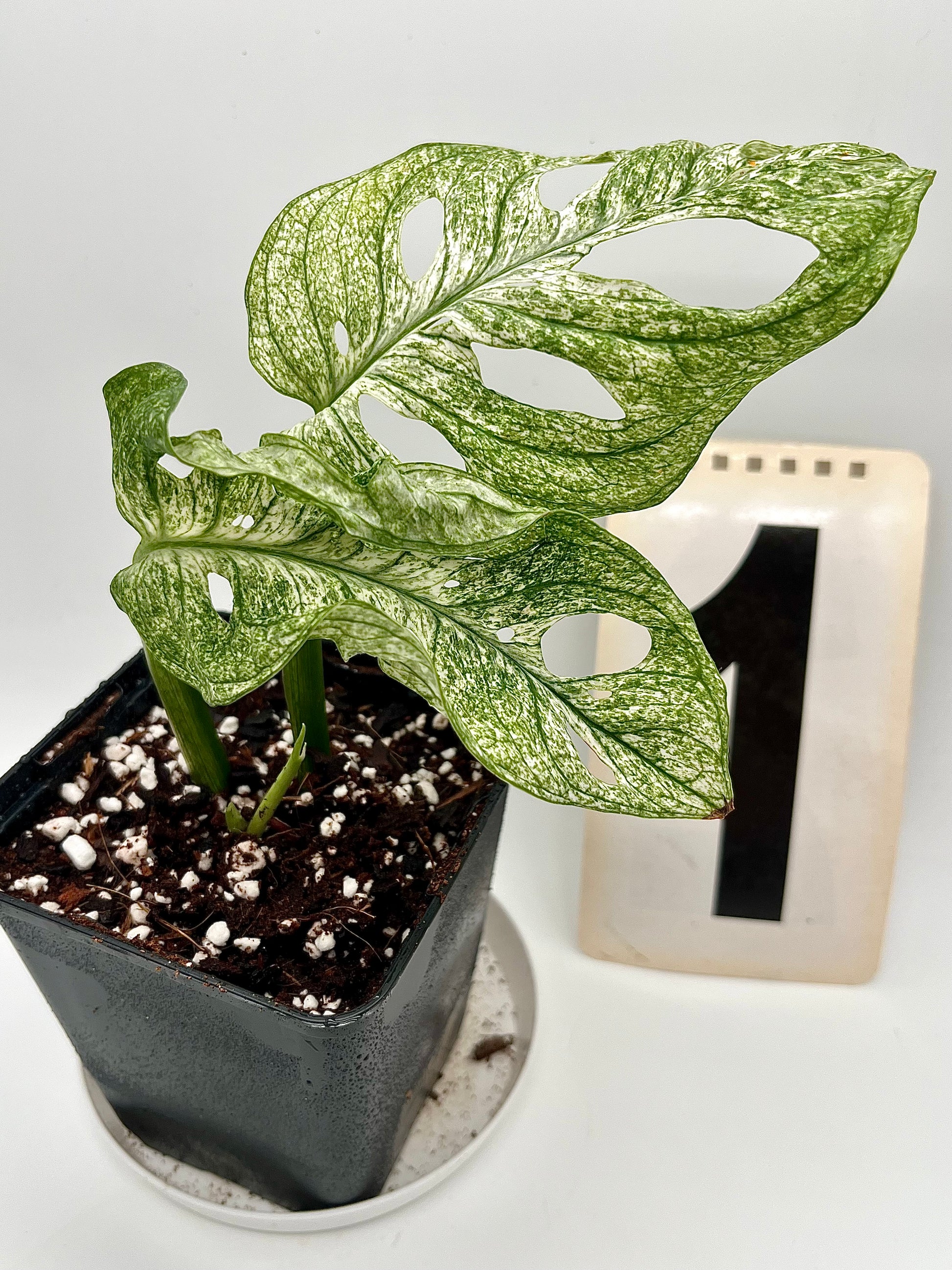 Monstera Adansonii Mint