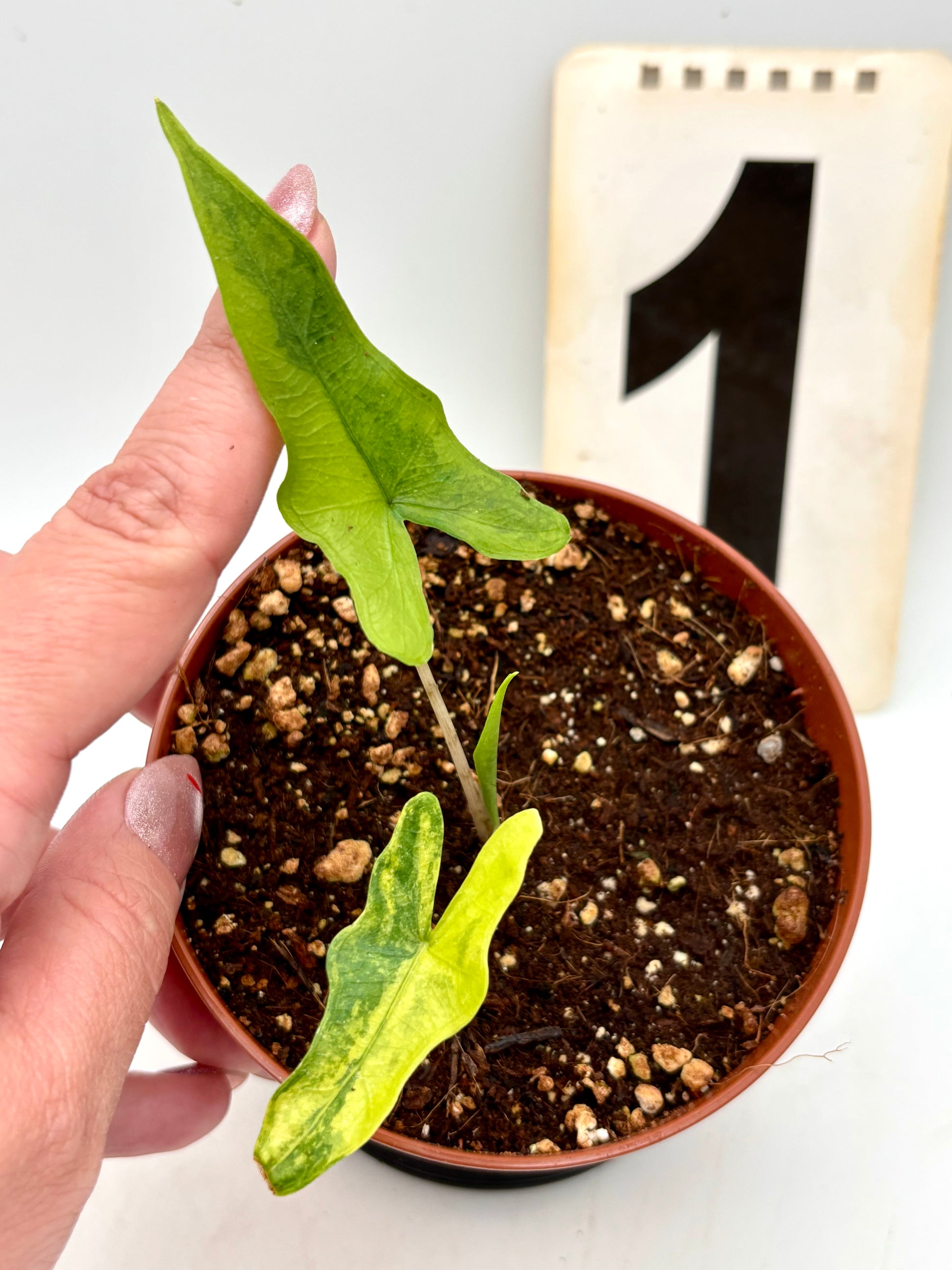 Alocasia Sabrina Variegata Pflanze mit großen, grünen Blättern mit weißen Mustern, im Topf, von Exotic-Flowers.