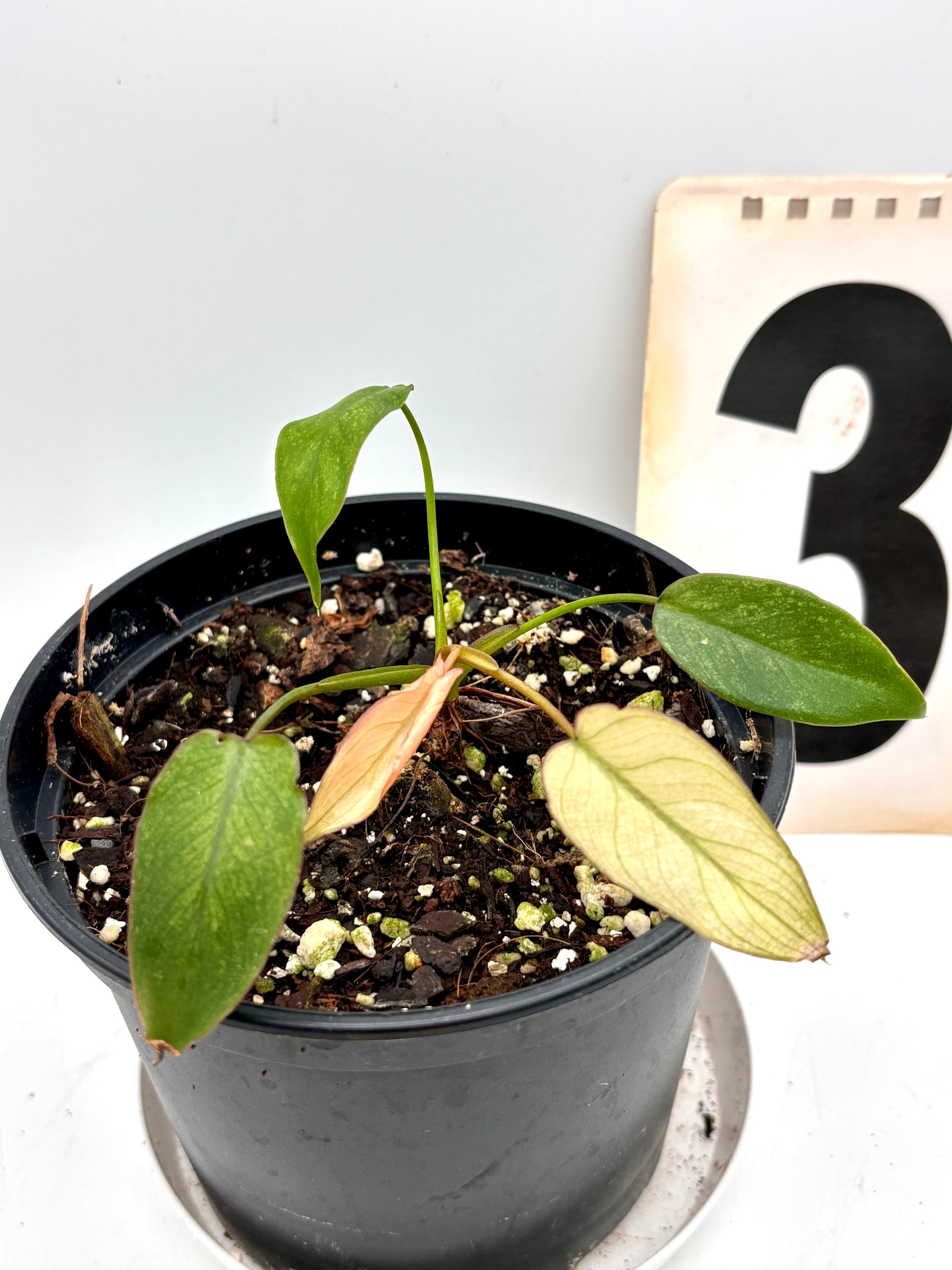 Philodendron Billietiae Mint-Blue-Gray Hybrid - Exotic-Flowers