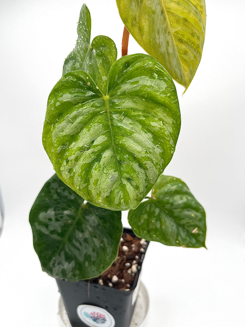 Philodendron Brandtianum (Wild Form)