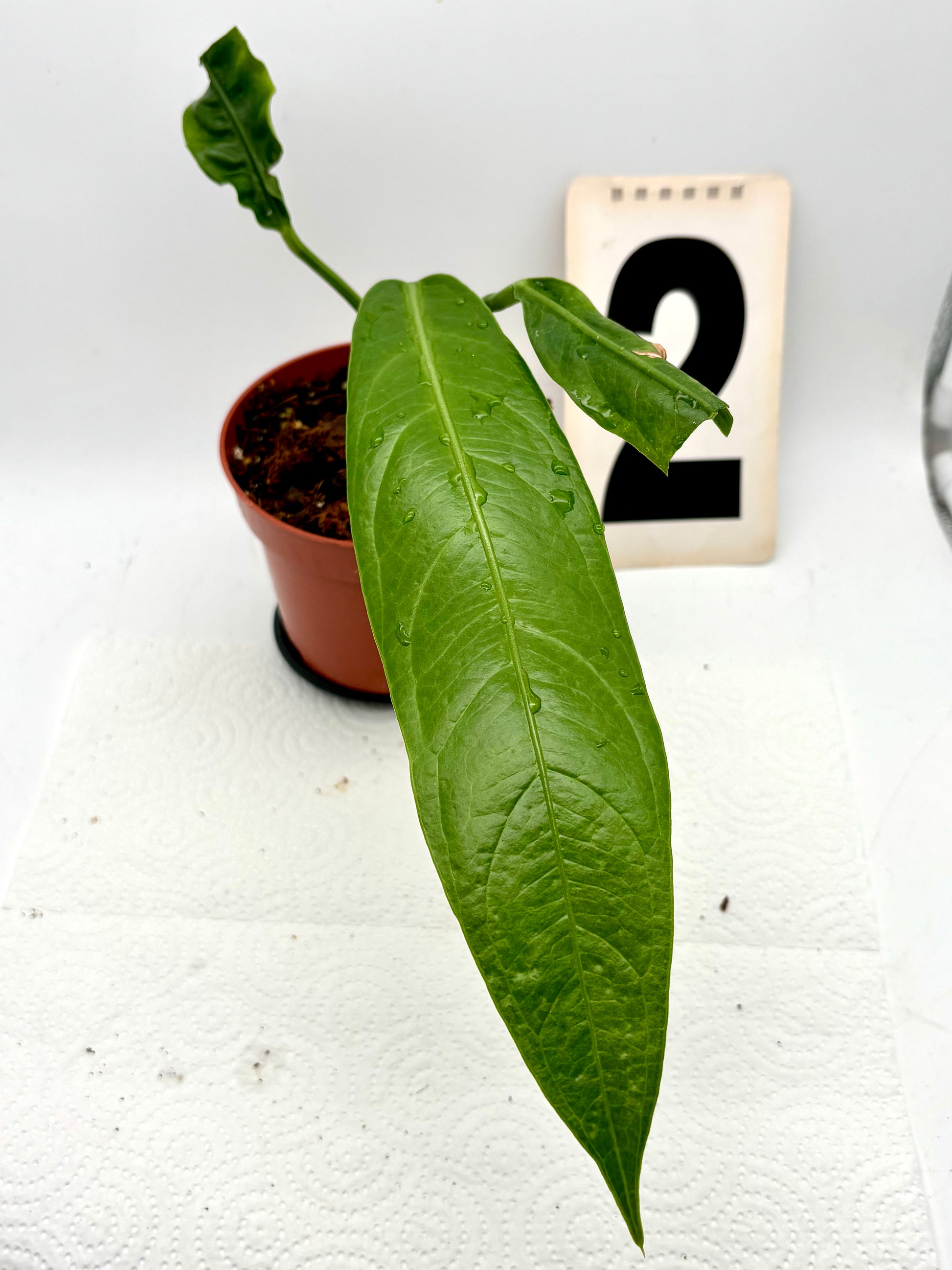 Großer Anthurium Big Bill von Exotic-Flowers mit glänzenden, roten Blättern und attraktiven Blüten in einem Topf.