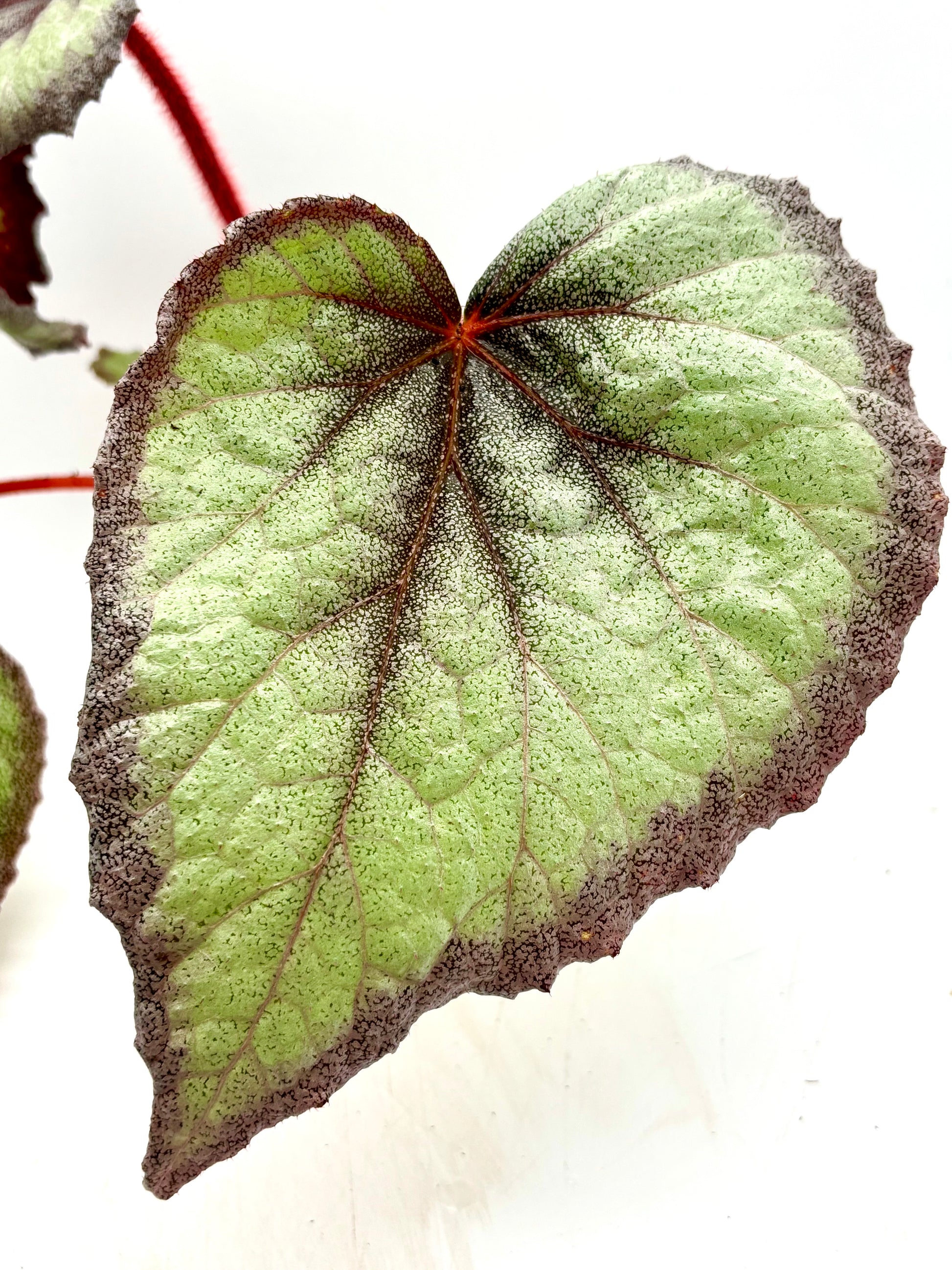 Begonia Flamingo Soul