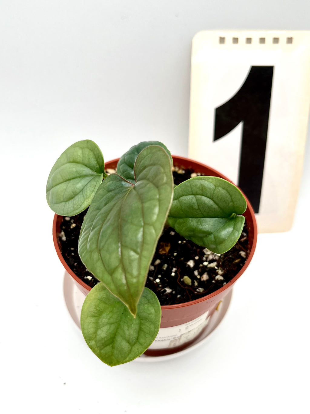 Anthurium Luxurians