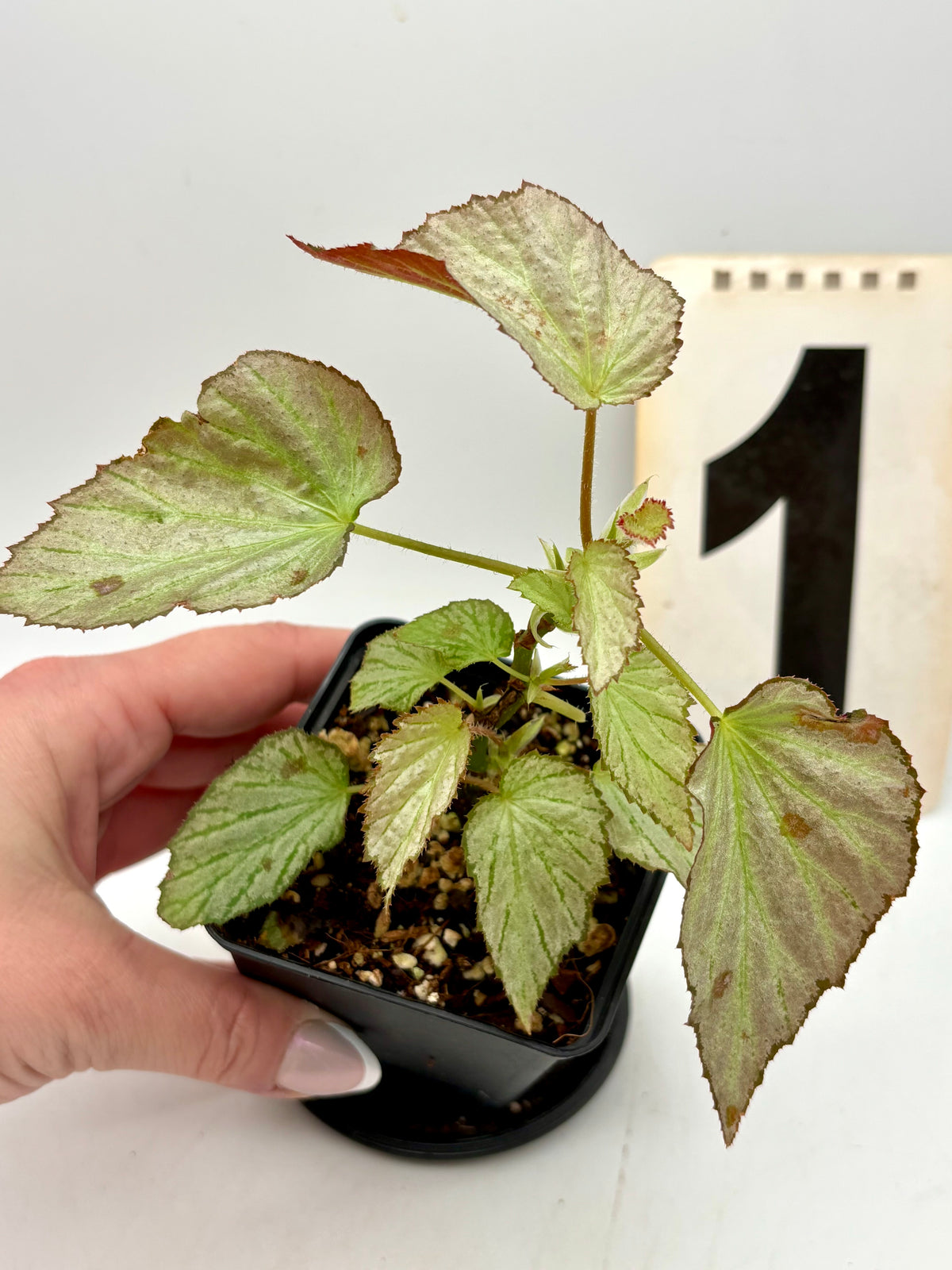 Begonia Two Face