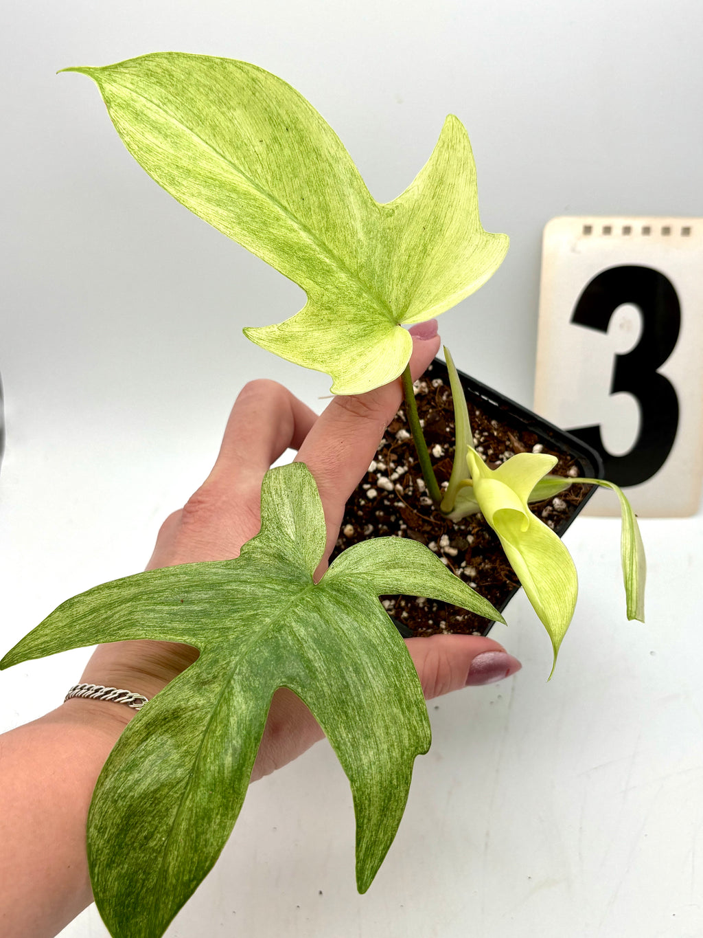 Philodendron Florida Ghost Pflanze von Exotic-Flowers mit hellen, geisterhaften Blättern, perfekt für Zimmerpflanzenliebhaber