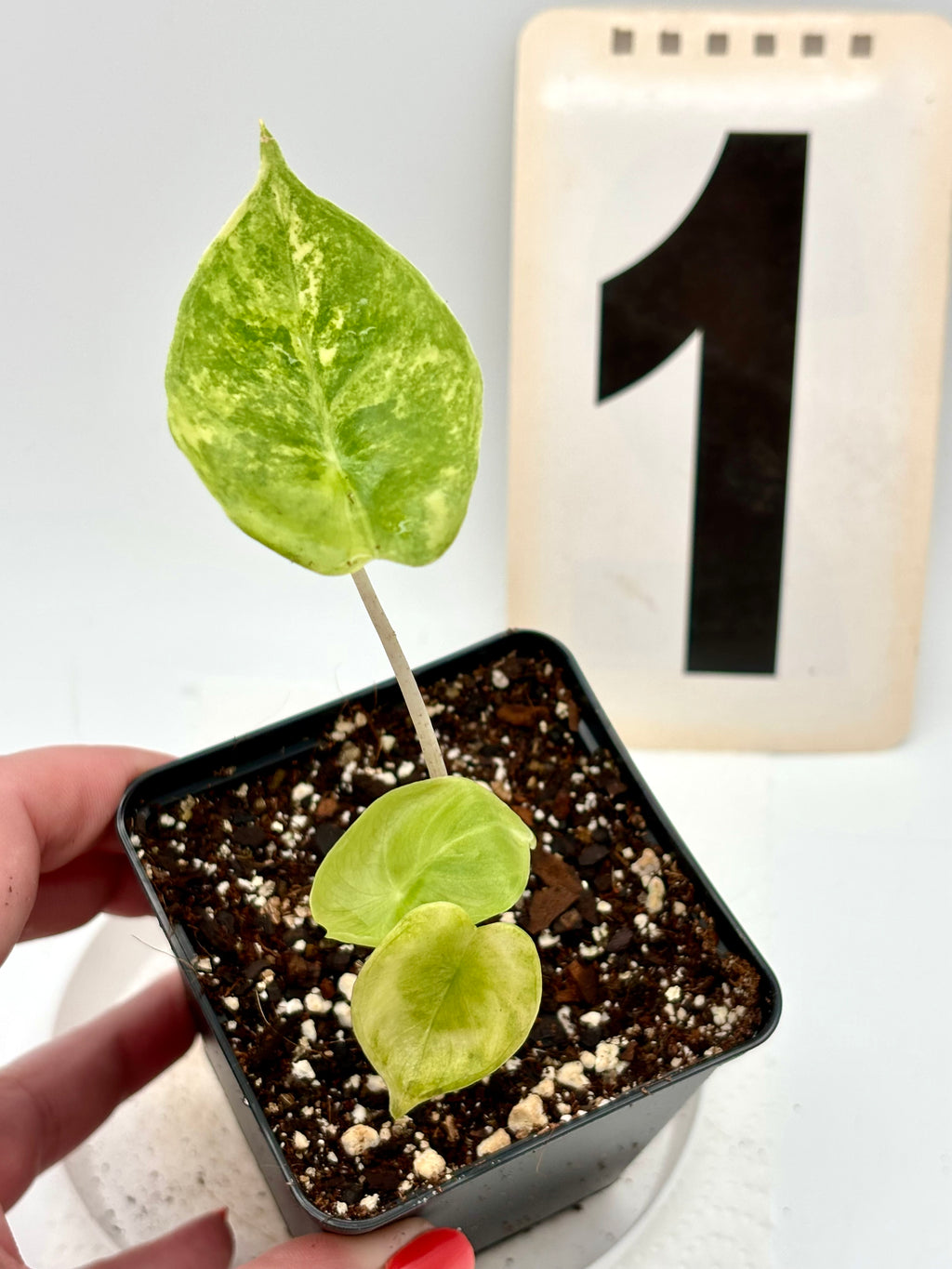 Alocasia Pink Dragon Variegata