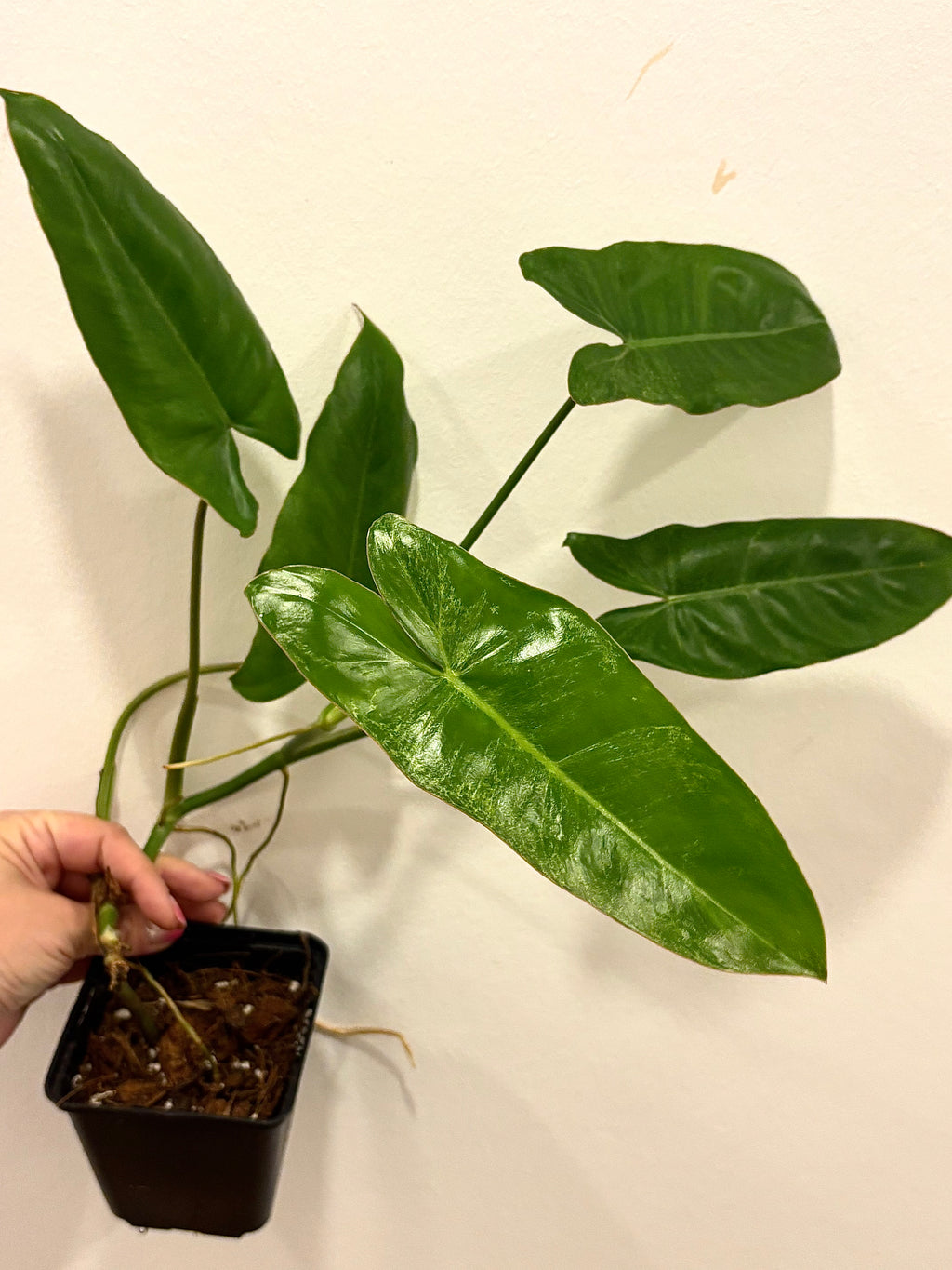 Philodendron Paraiso Verde