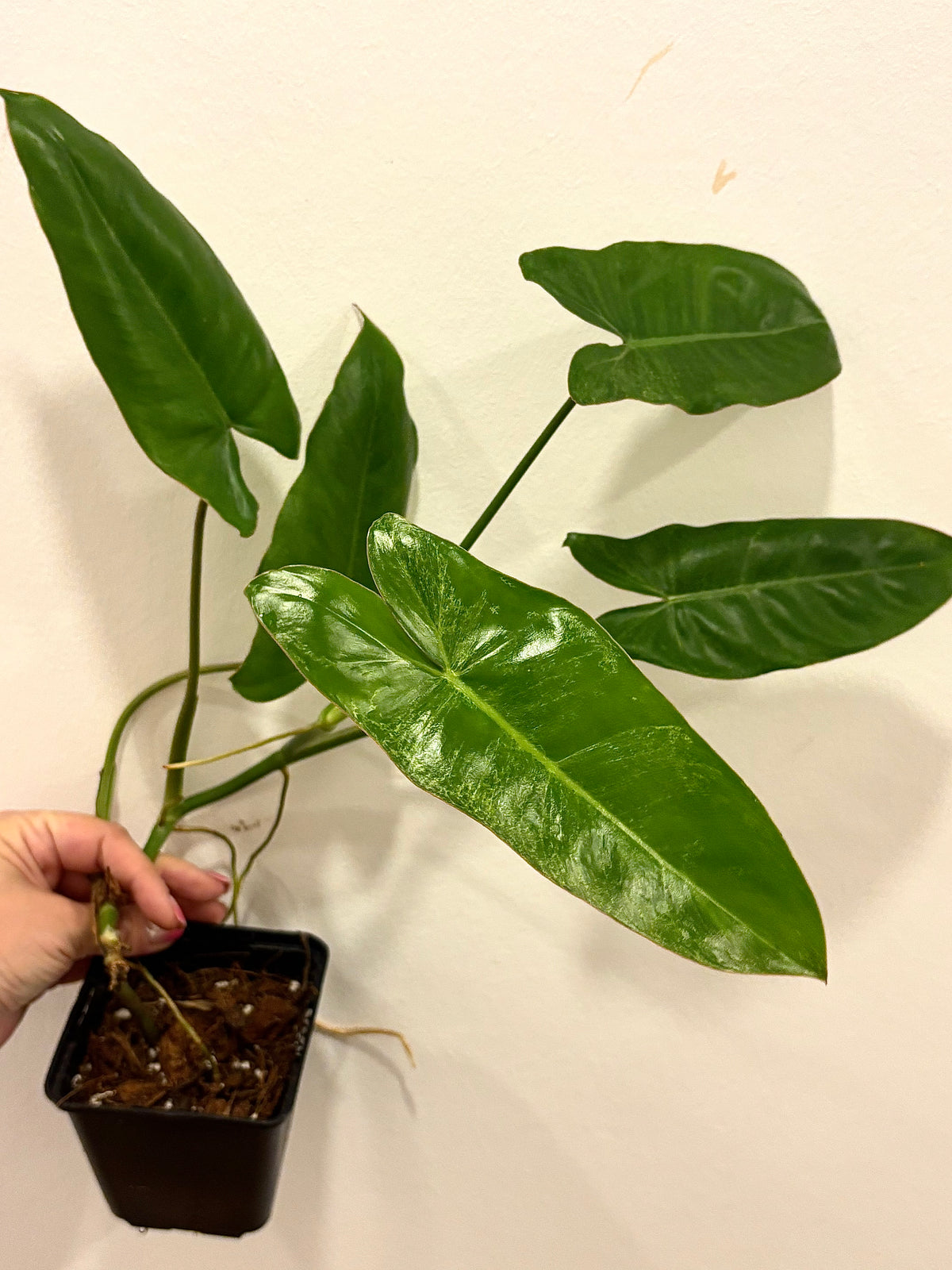 Philodendron Paraiso Verde