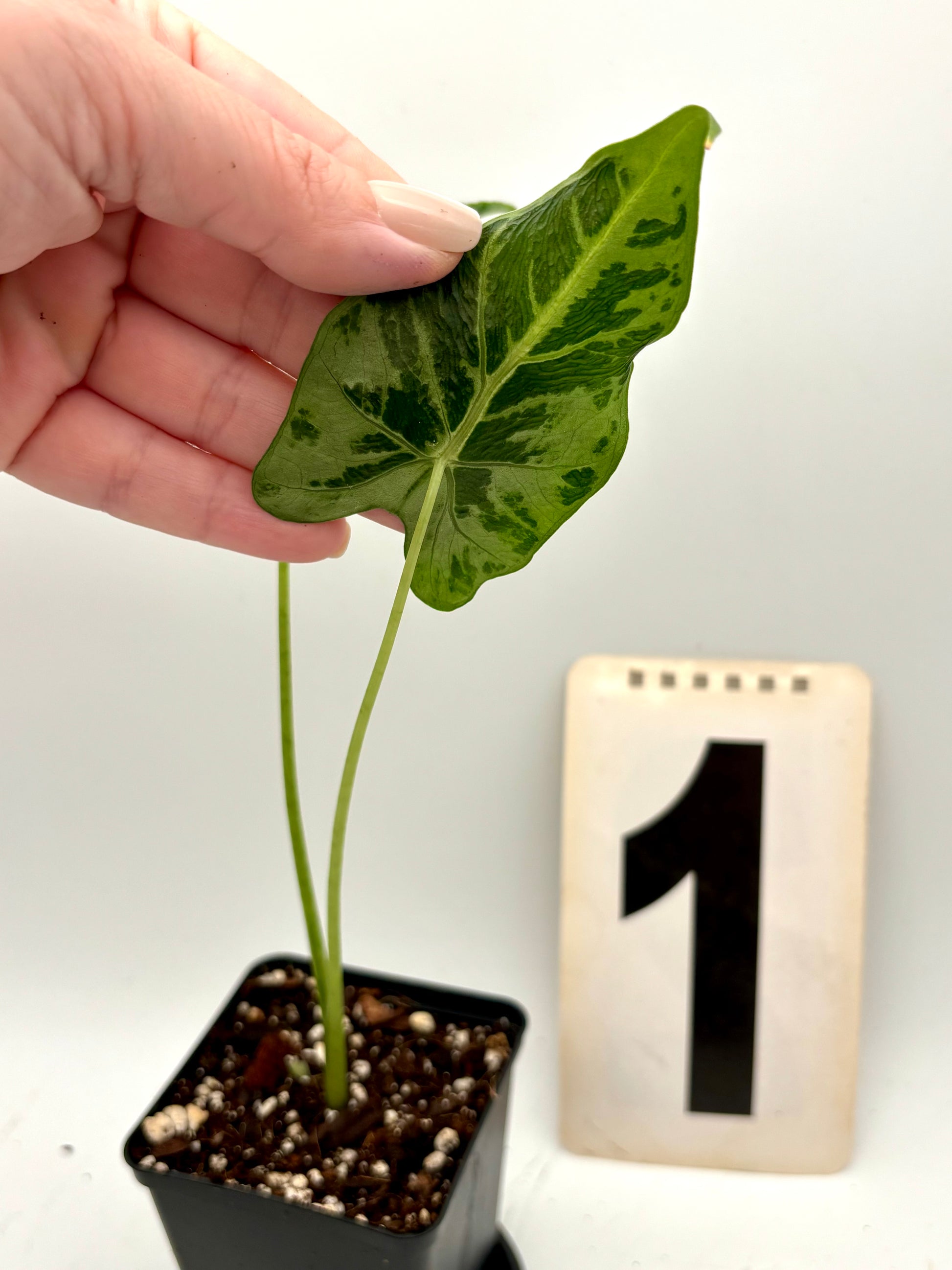 Alocasia Frydek Tattoo / Emerald Tide