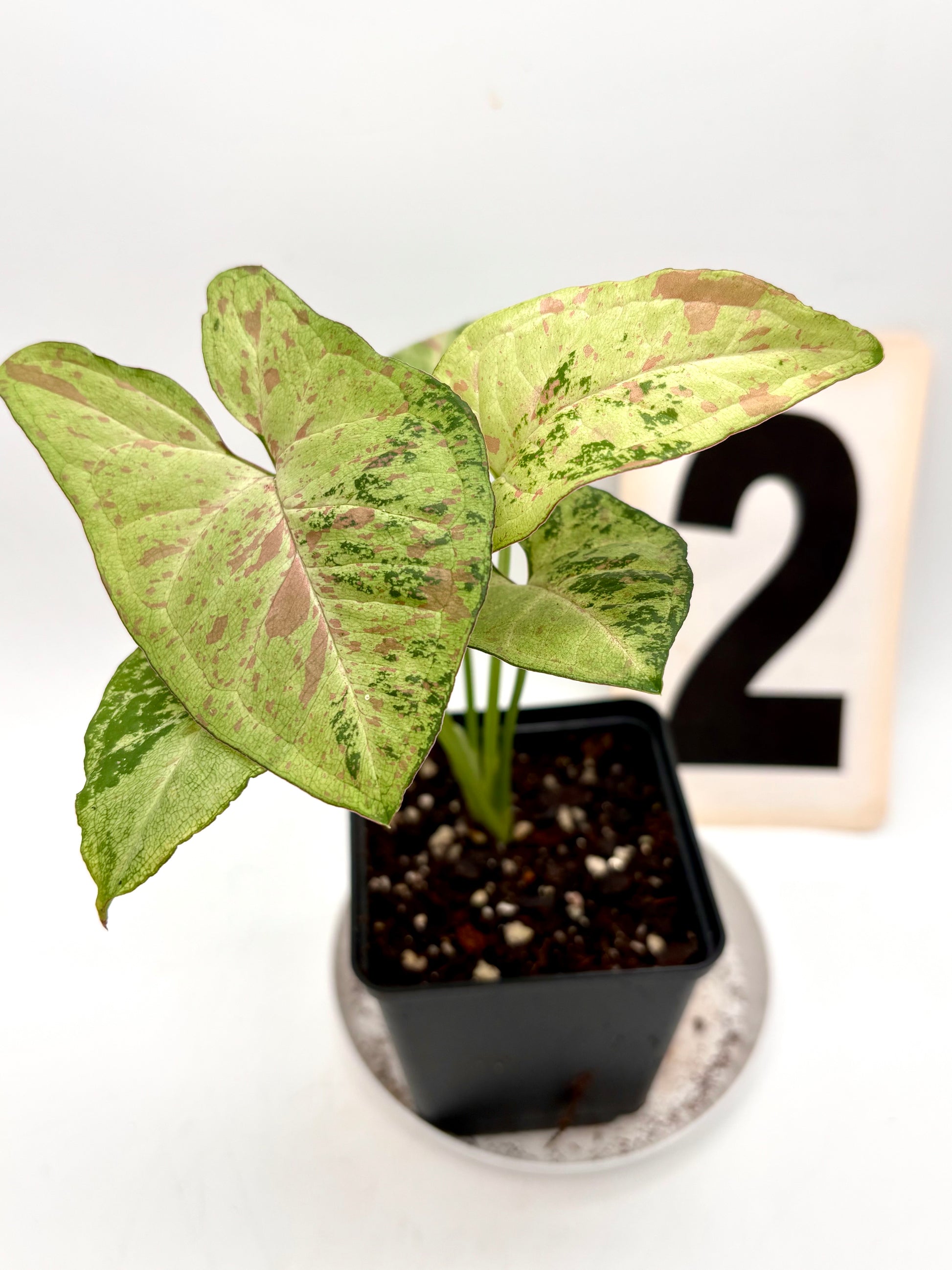 Syngonium Confetti Tricolor